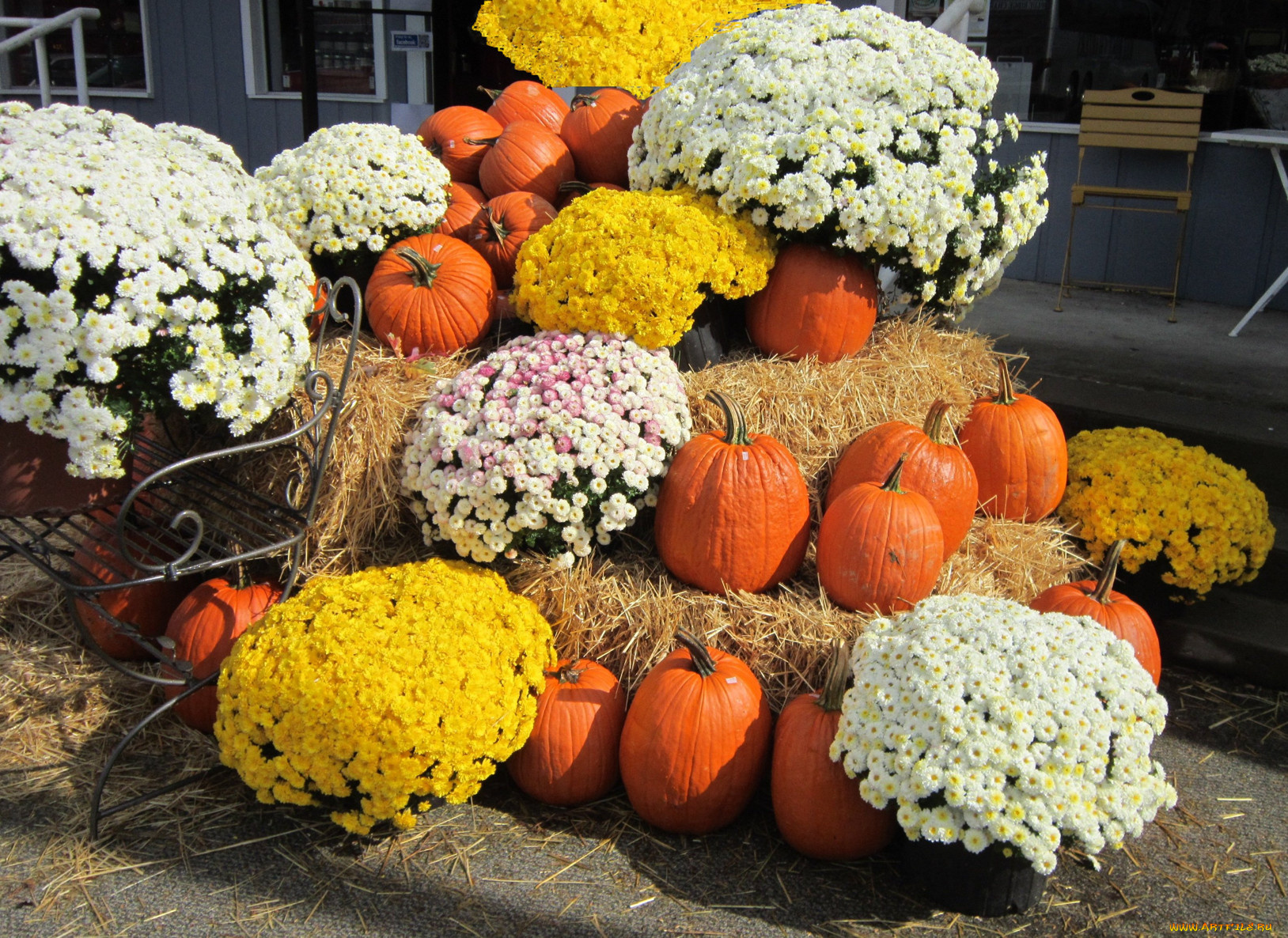 еда, тыква, сено, тыквы, цветы