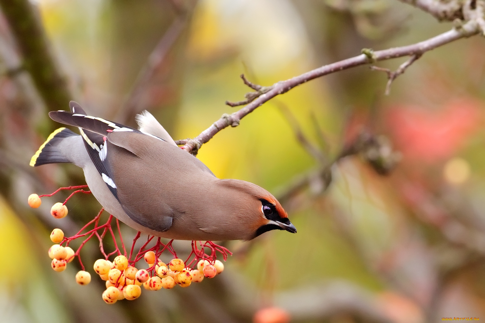 животные, свиристели, ягоды, хохолок
