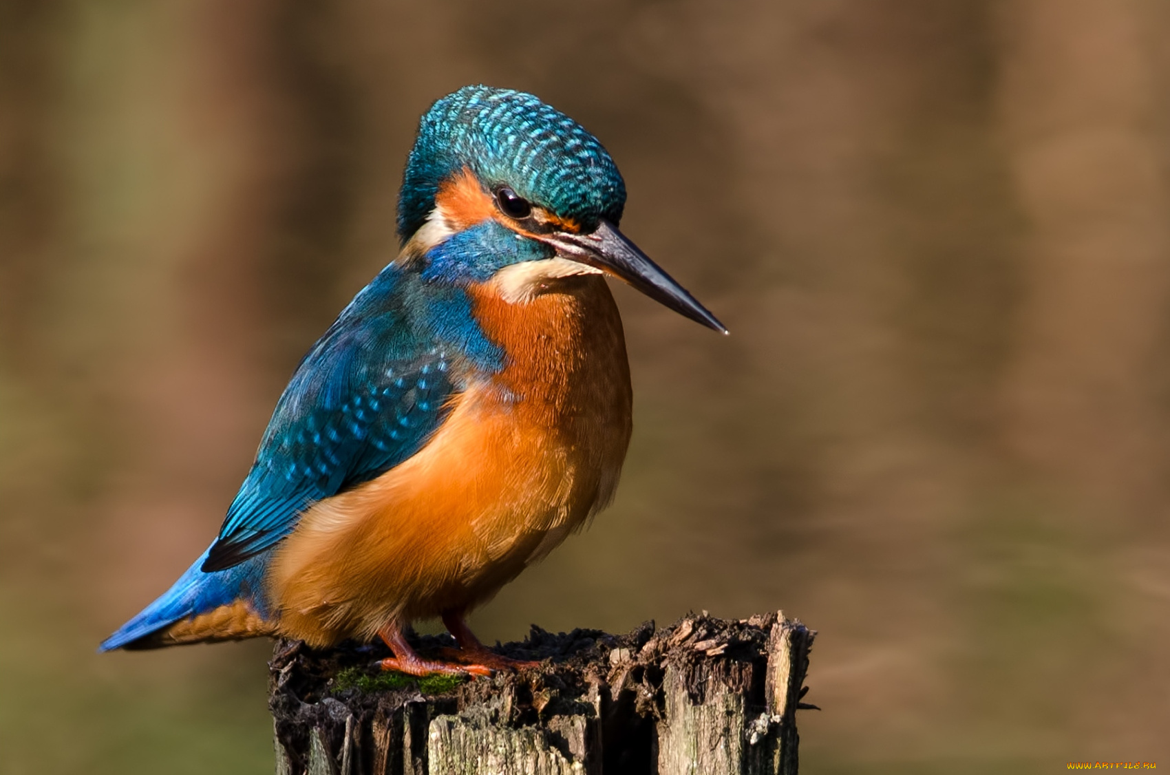 животные, зимородки, макро