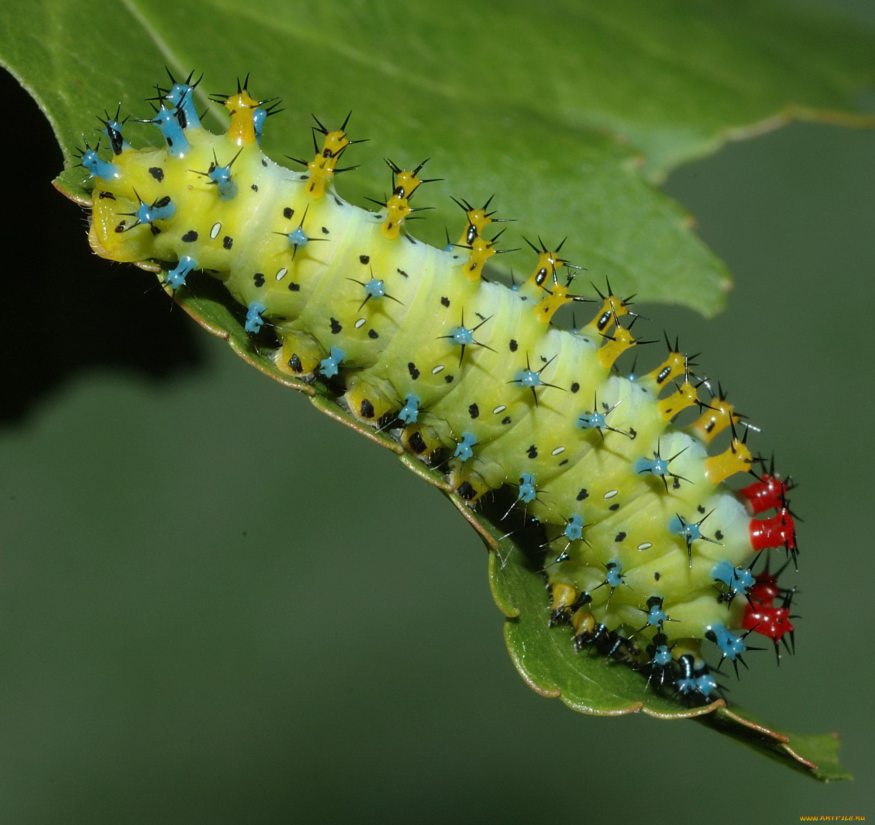 животные, гусеницы, гусеница