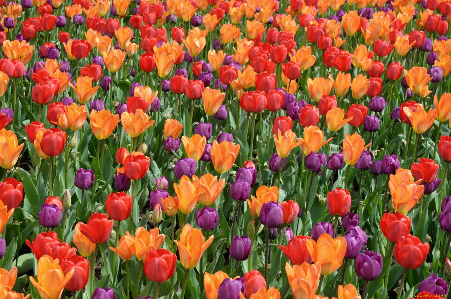 цветы, тюльпаны, много