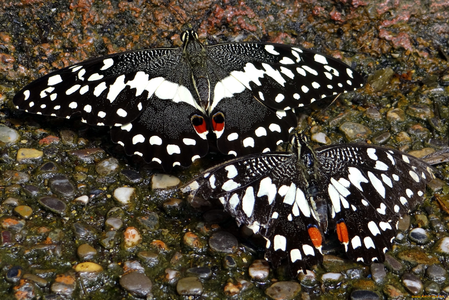 животные, бабочки, крылья, пестрый
