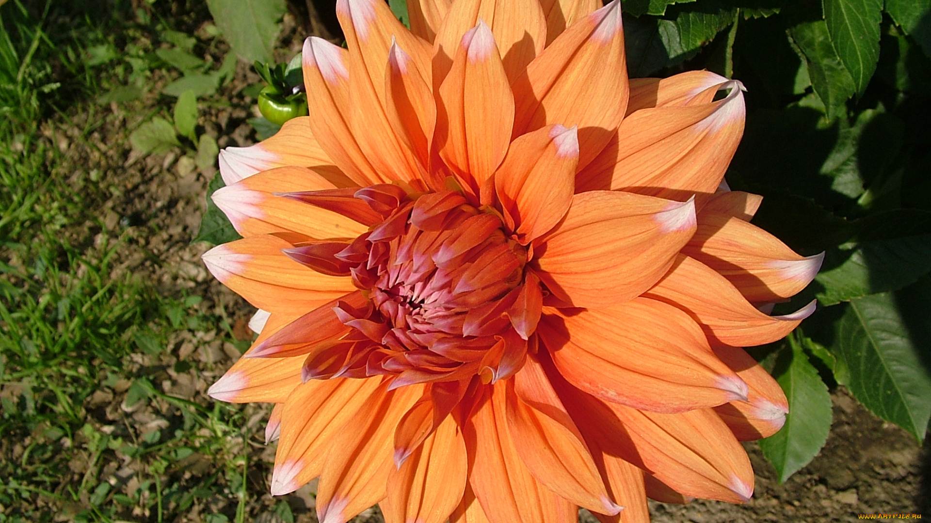 цветы, георгины, георгина