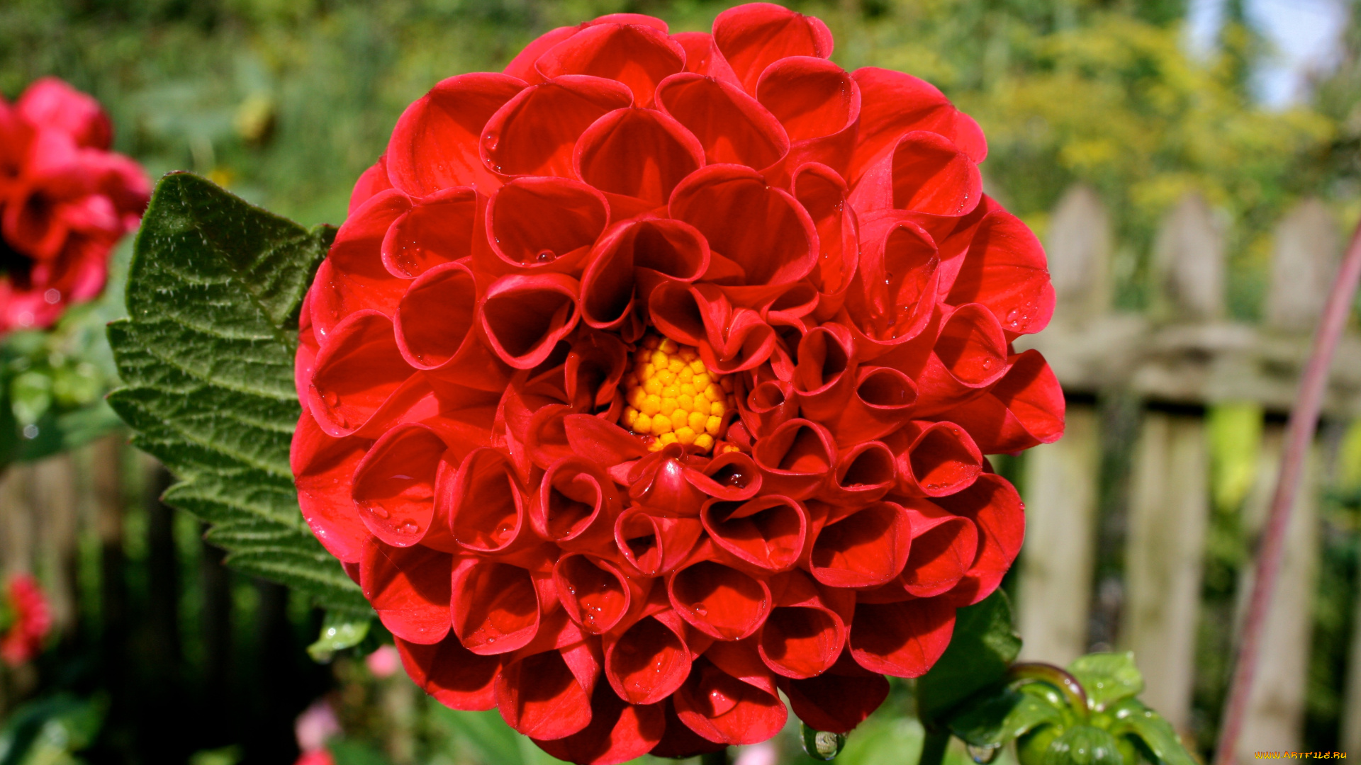 цветы, георгины, георгина