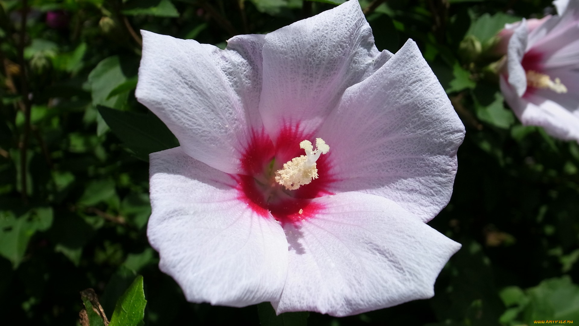 цветы, гибискусы, гибискус