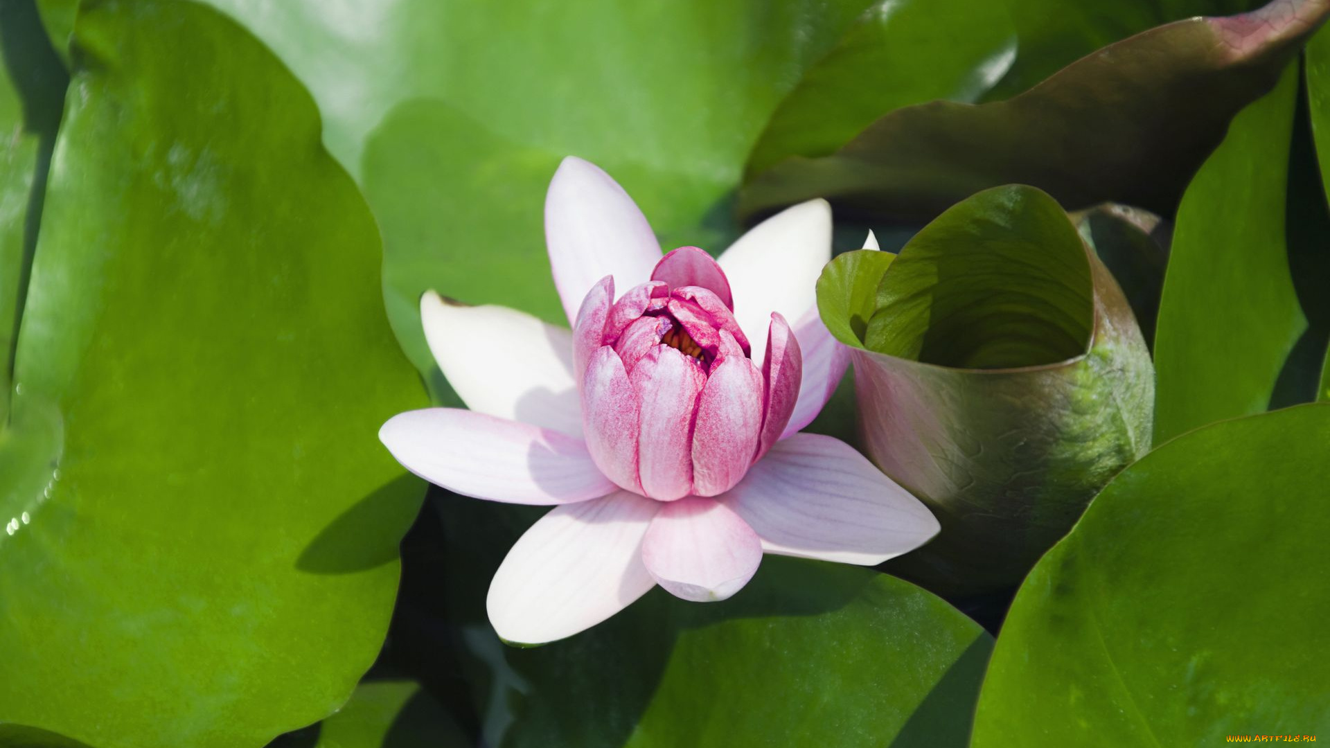 цветы, лилии, водяные, нимфеи, кувшинки, лилия