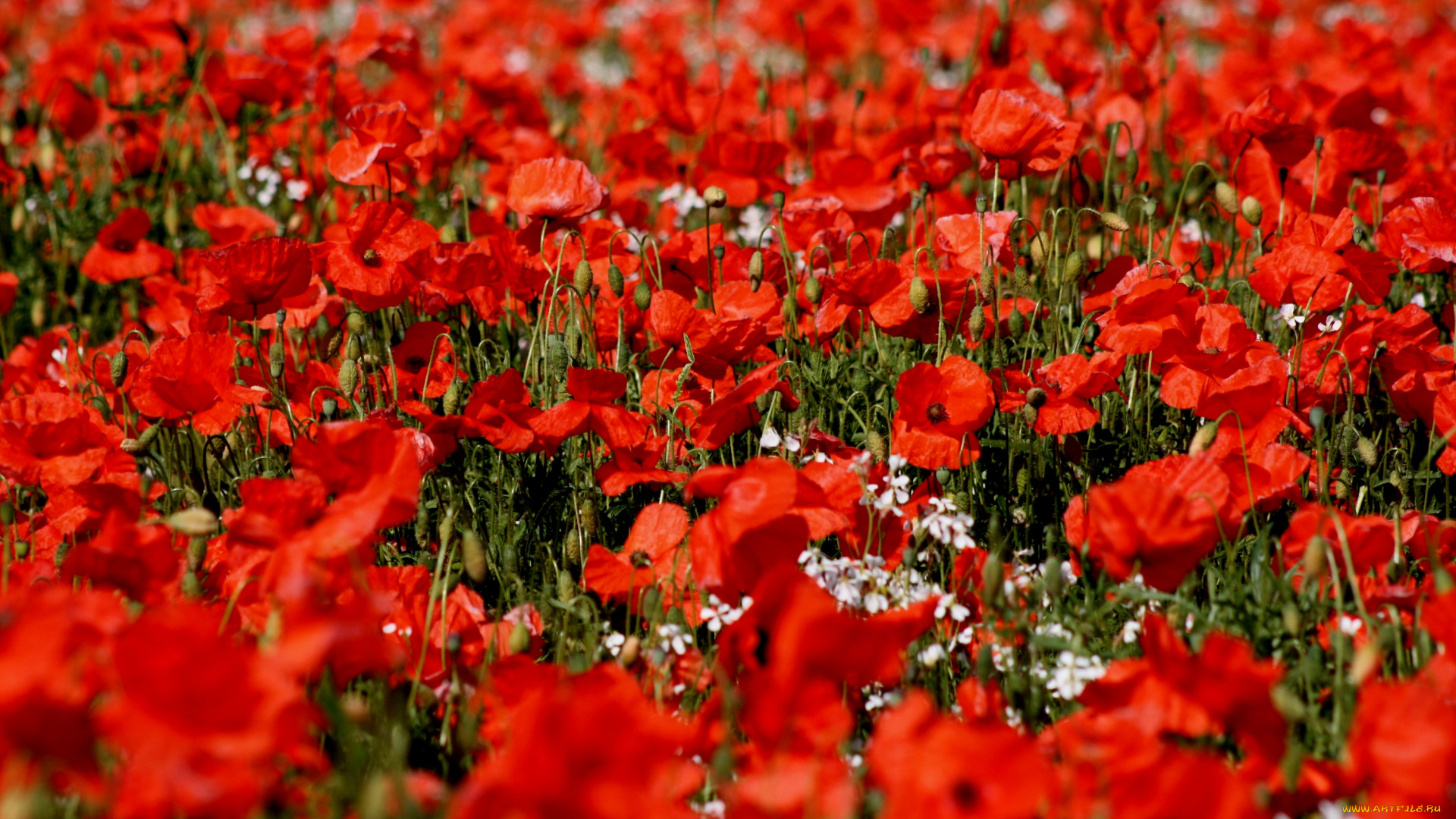 цветы, маки, луг, красный