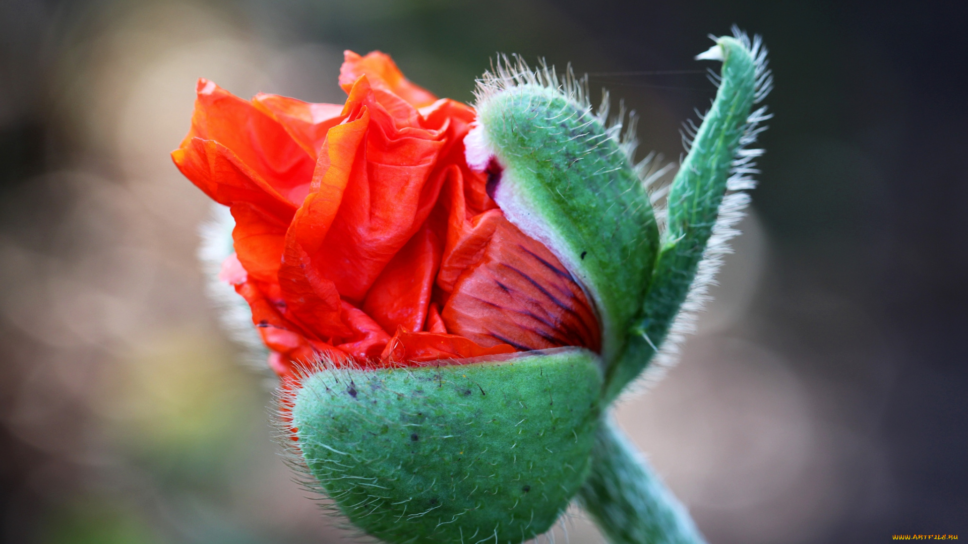 цветы, маки, рождение, красный, бутон