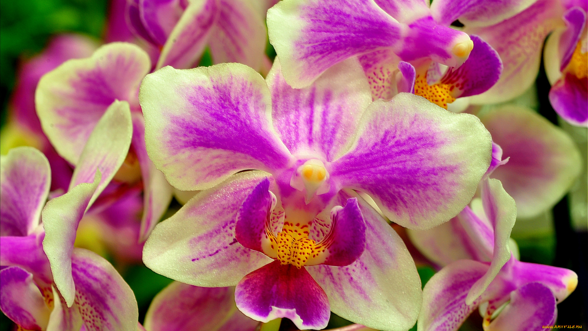 цветы, орхидеи, экзотика, пестрый, макро