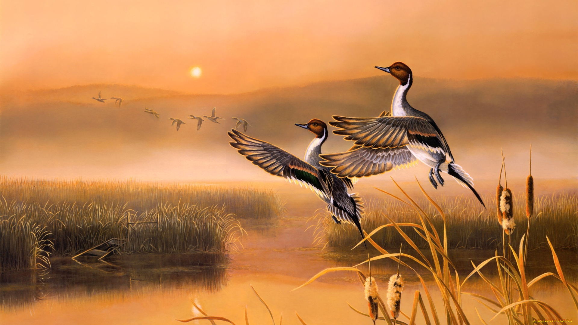 darrell, davis, рисованные, восход, озеро, утки, камыши, птицы, осень, раннее, утро