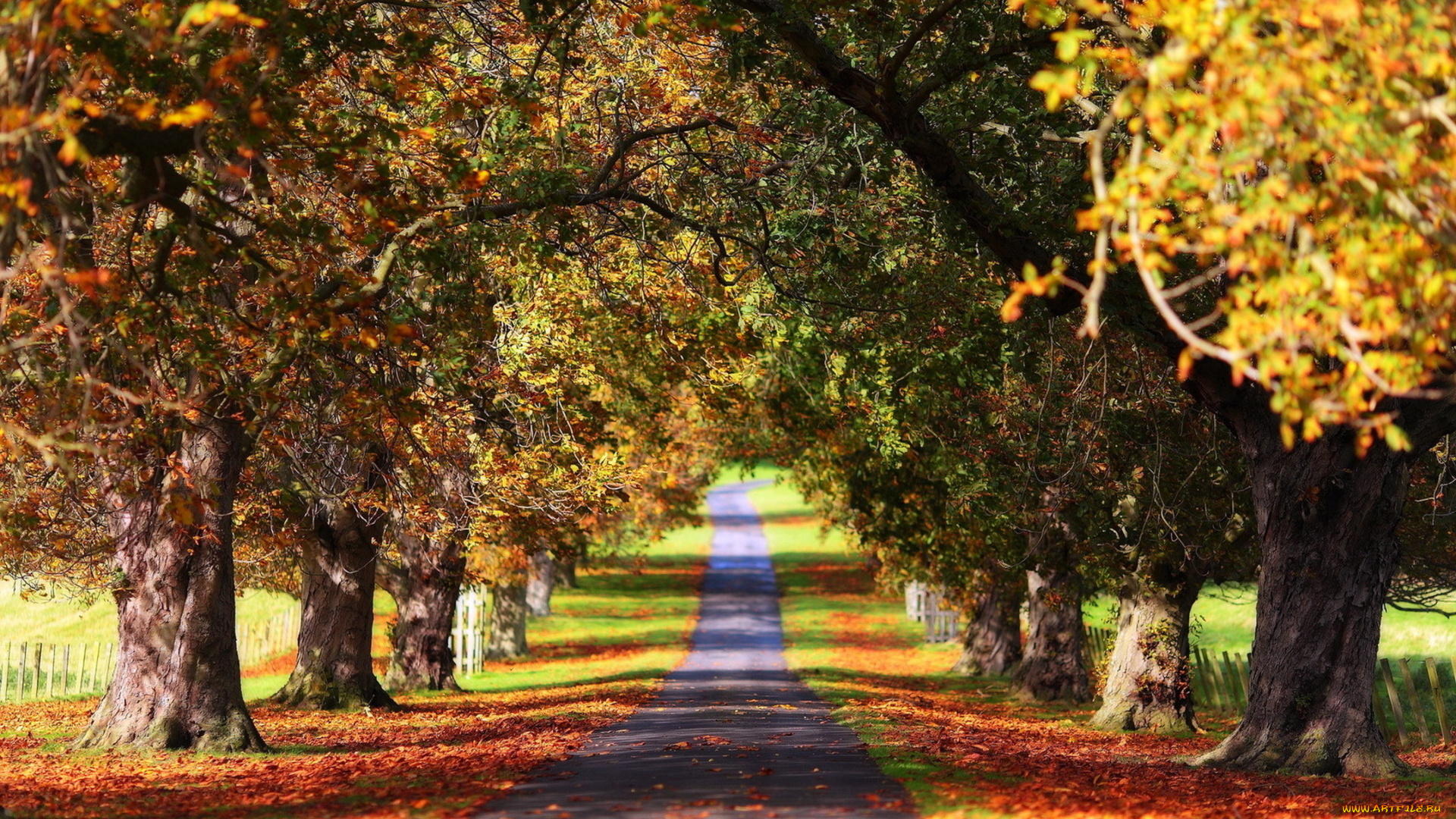 дубовая, аллея, природа, дороги, осень, дорога, дубы