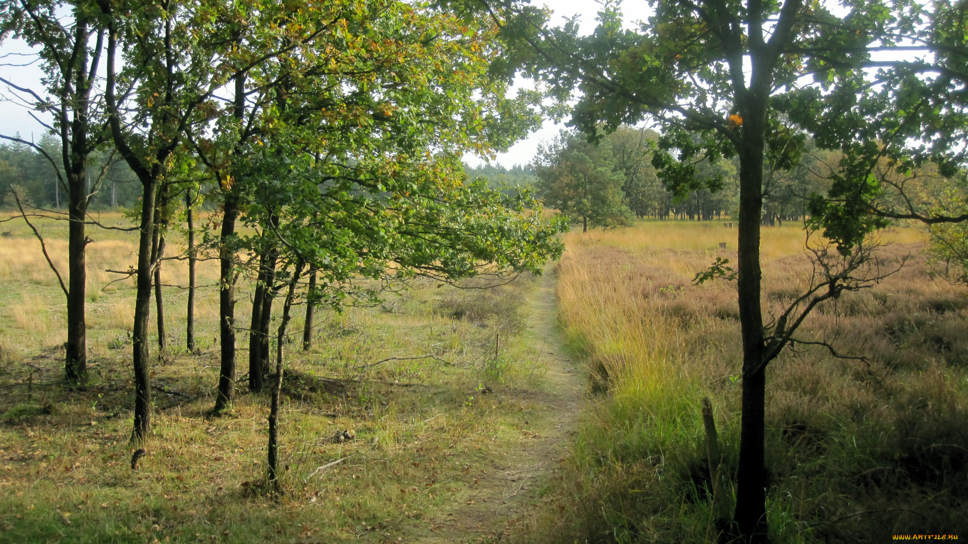 природа, дороги, лес, деревья, тропинка, трава, лето