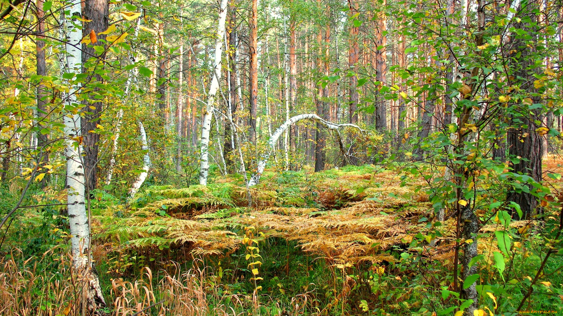 природа, лес, осень, березы, сосны, папоротник