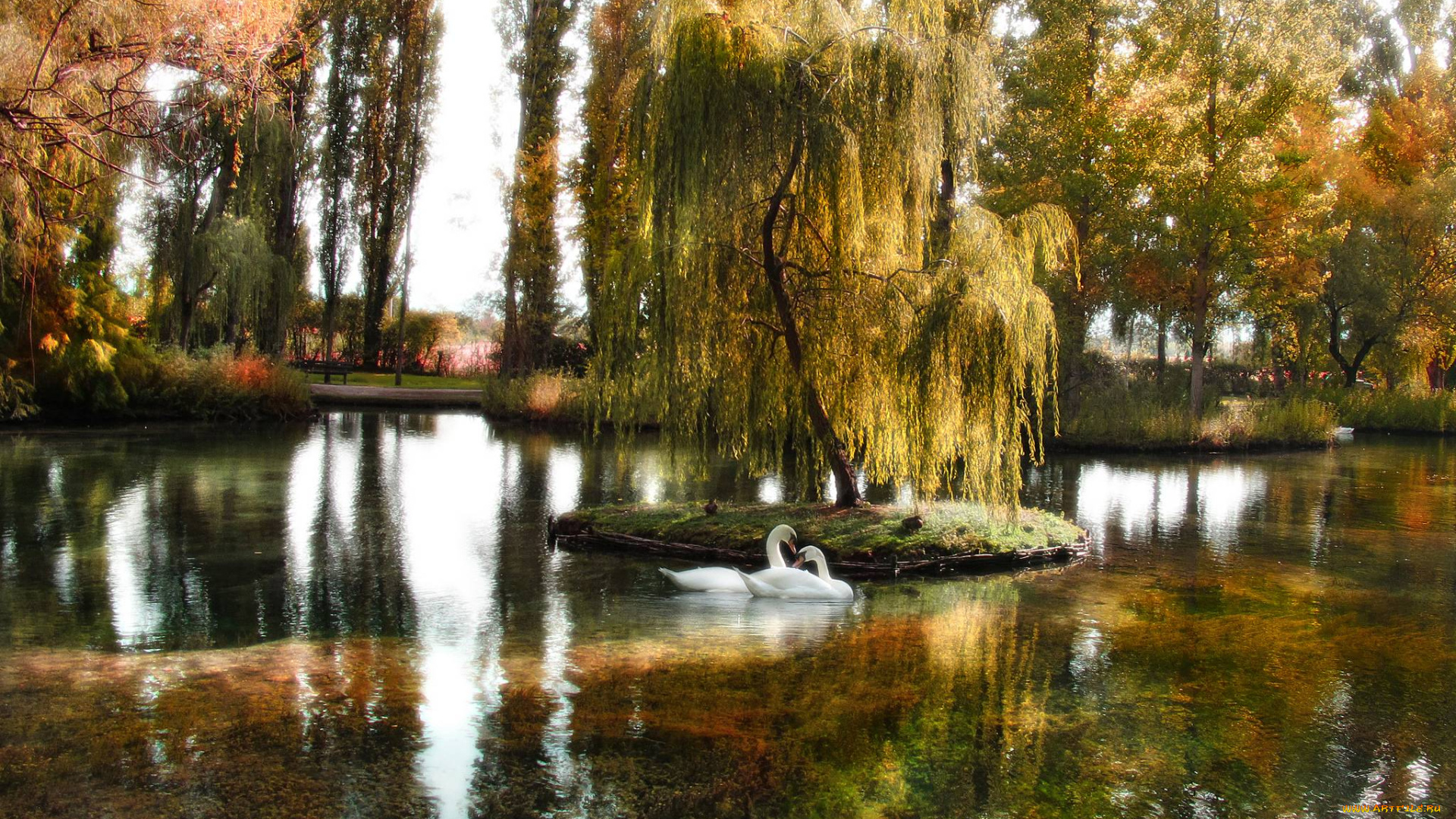 природа, парк, пруд, деревья, осень, лебеди
