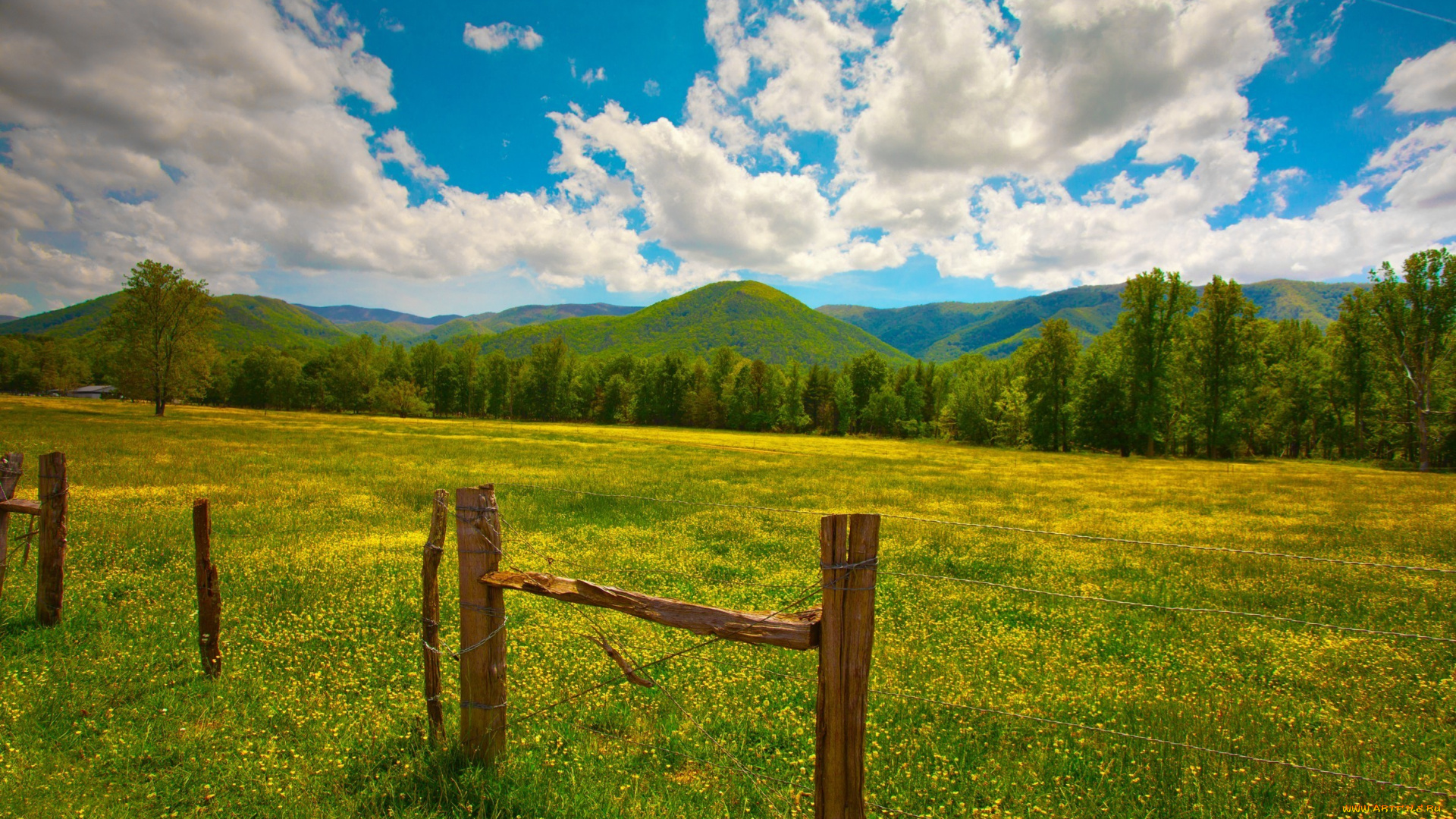 природа, поля, забор, трава, зелень, облака, холмы, столбы, цветы, желтые, лето