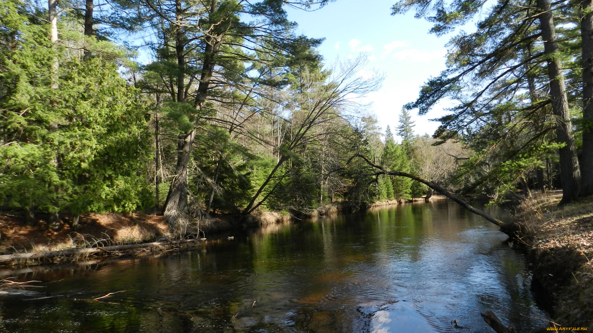 природа, реки, озера, лес, река, берег, ели, леето