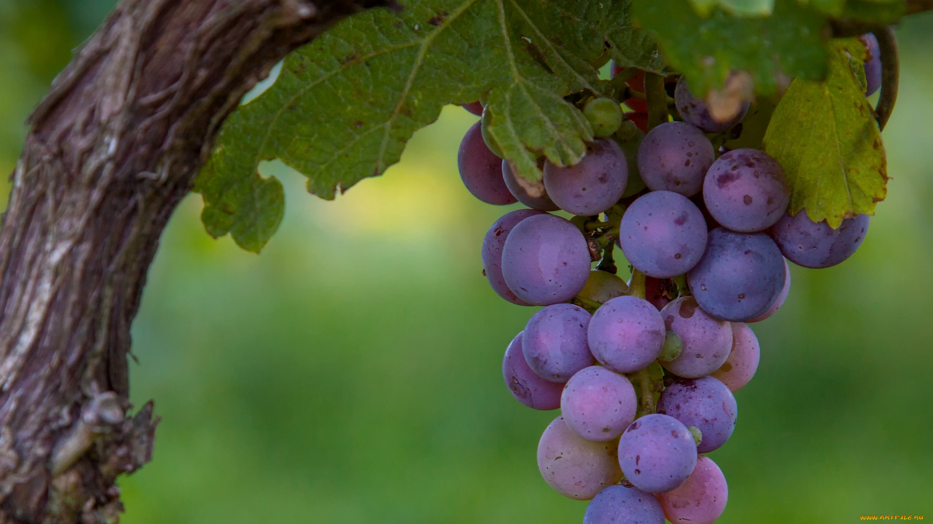 природа, Ягоды, виноград, гроздь