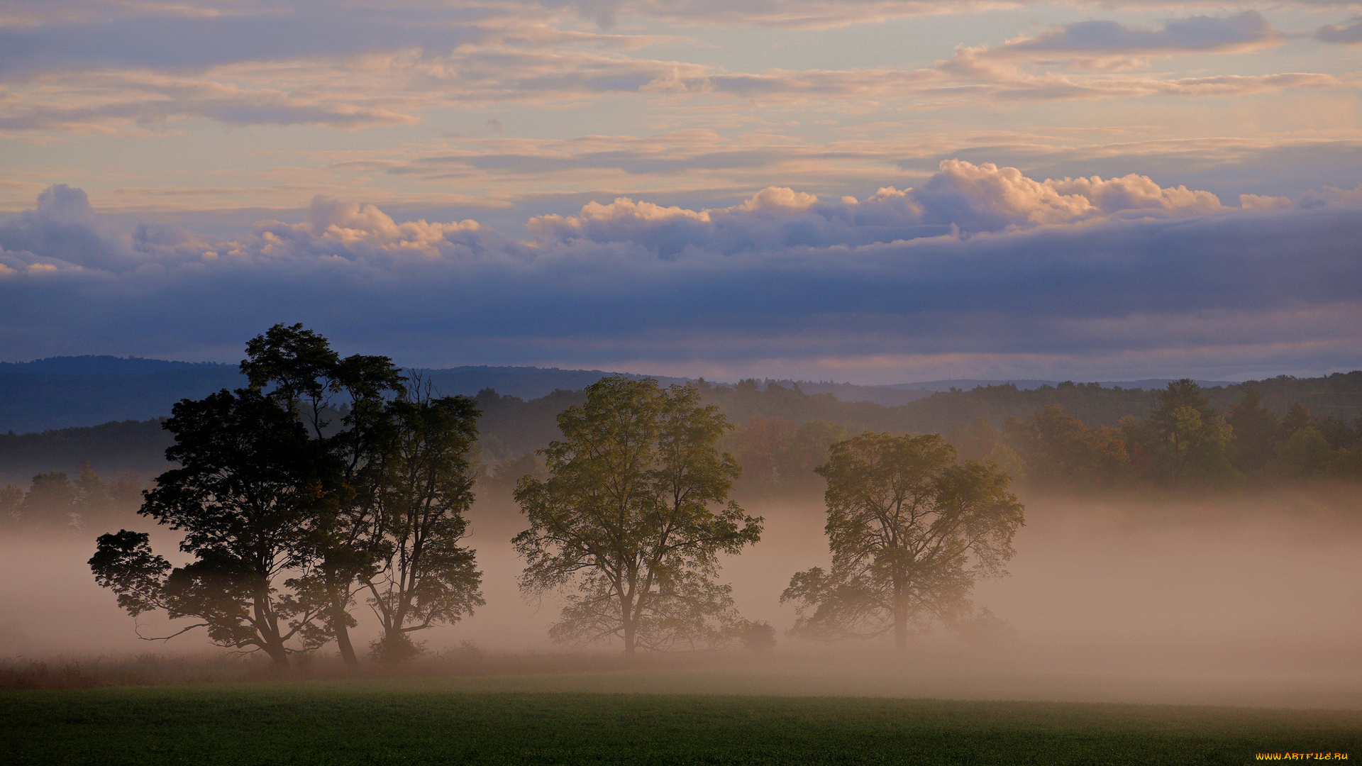 туман, природа, деревья, тишина, поле