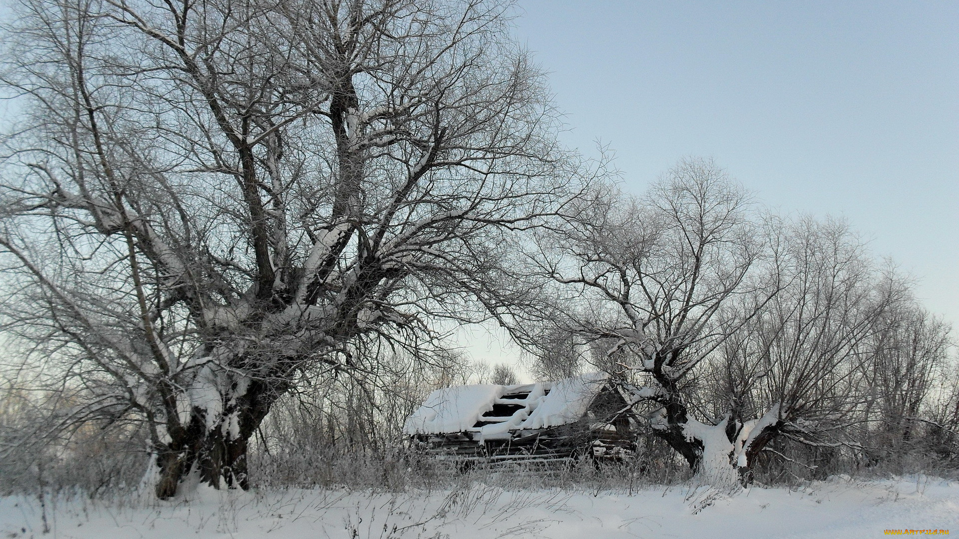 winter, природа, зима, деревья, сарай, голые, кроны, снег