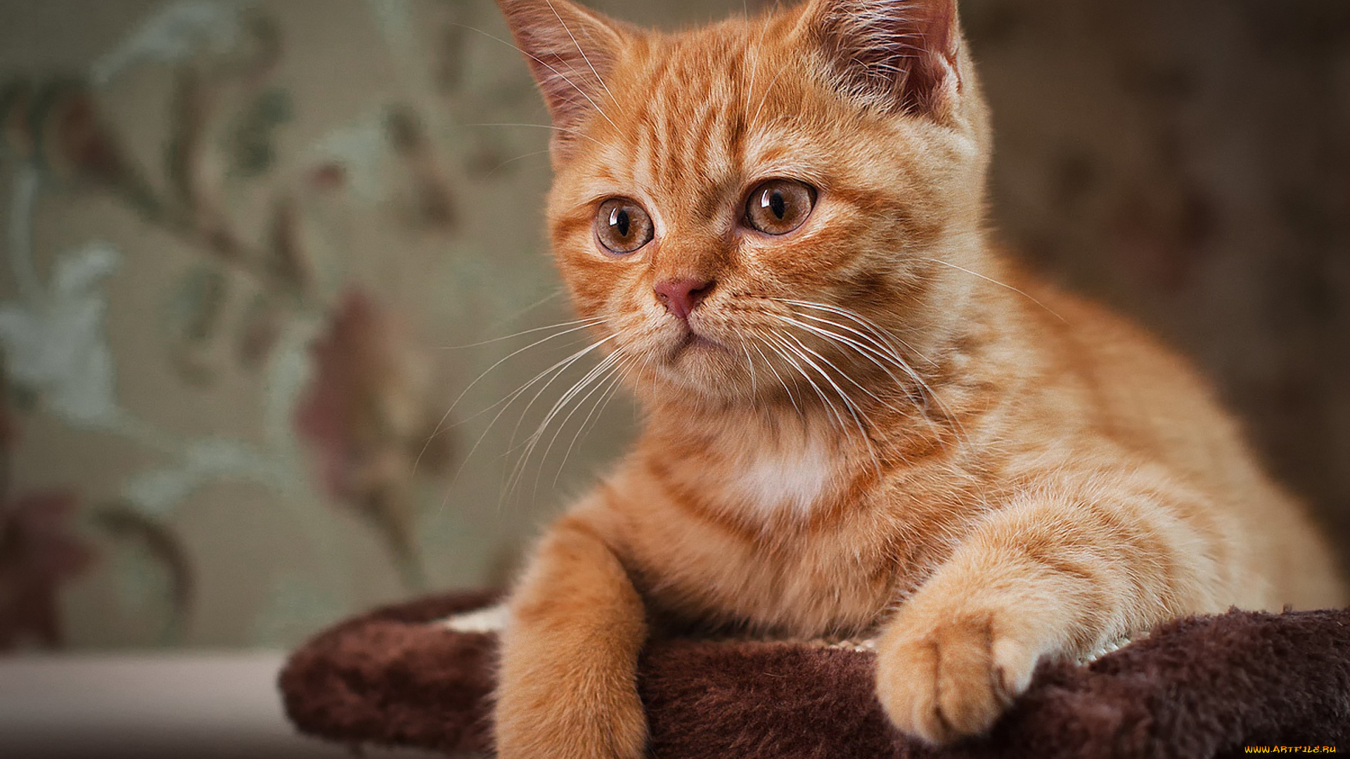 животные, коты, кот