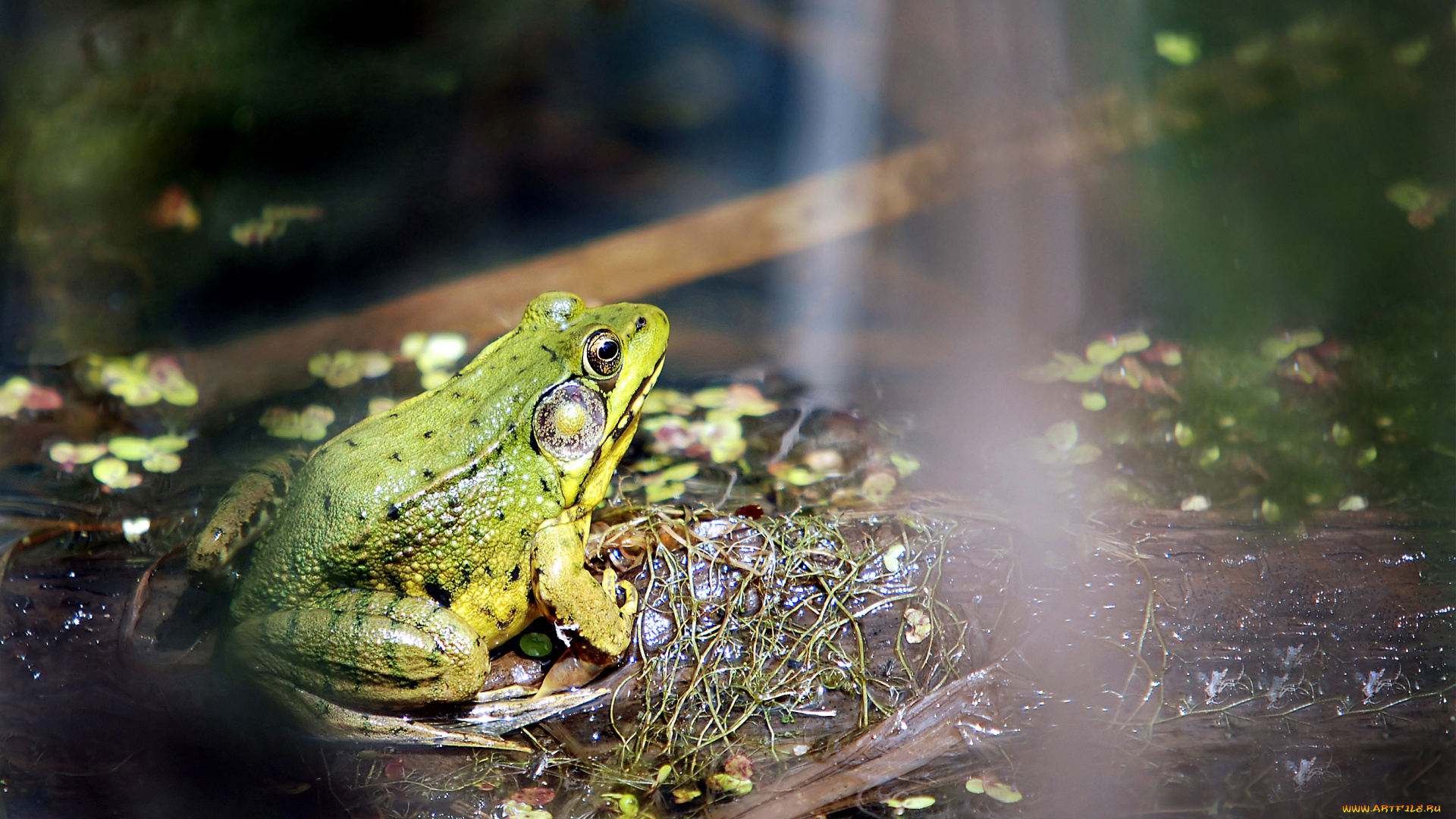 животные, лягушки, болото, кочка, лягушка