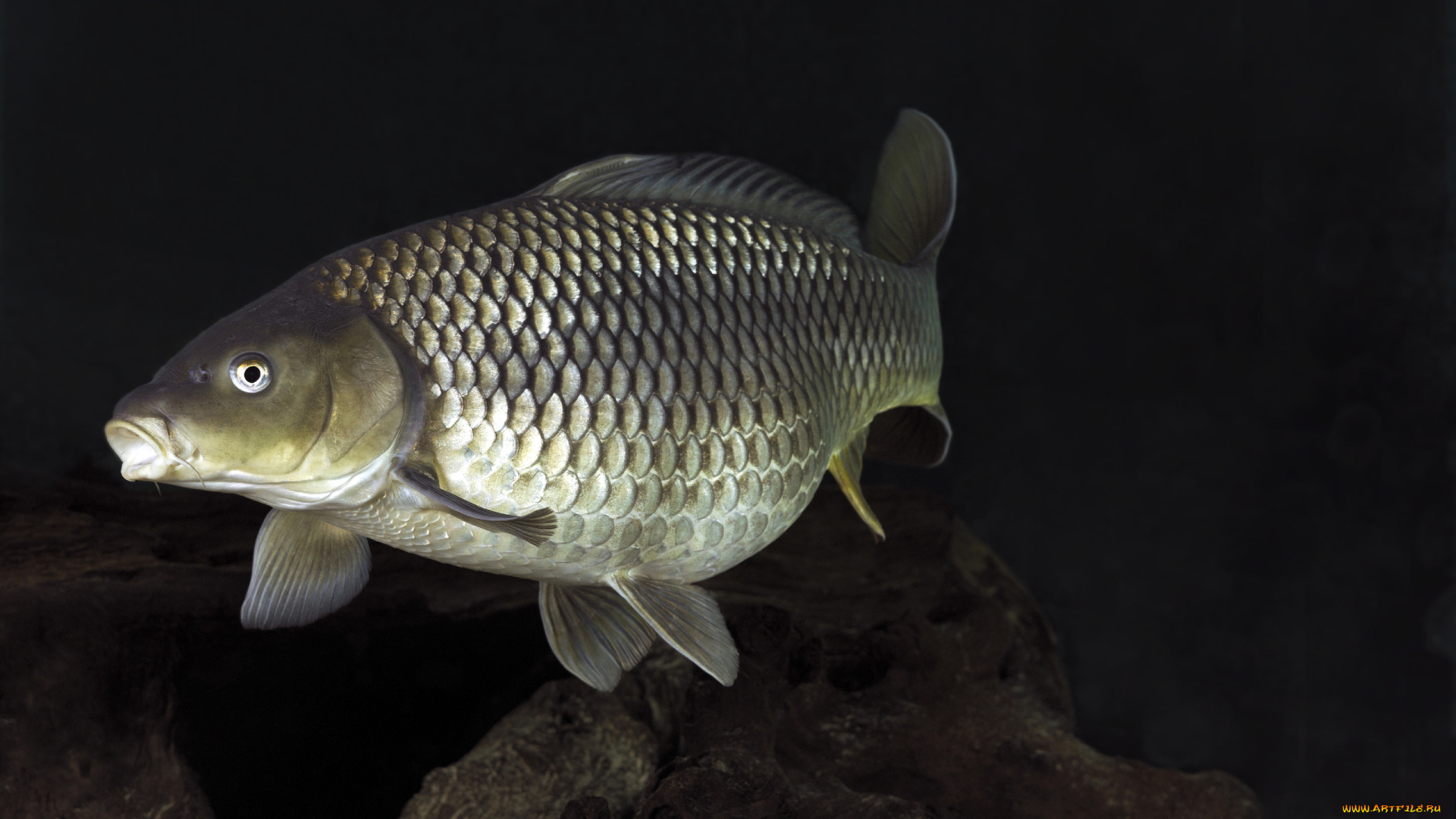 животные, рыбы, рыба, плавники, хвост, ЧешуЯ, фон