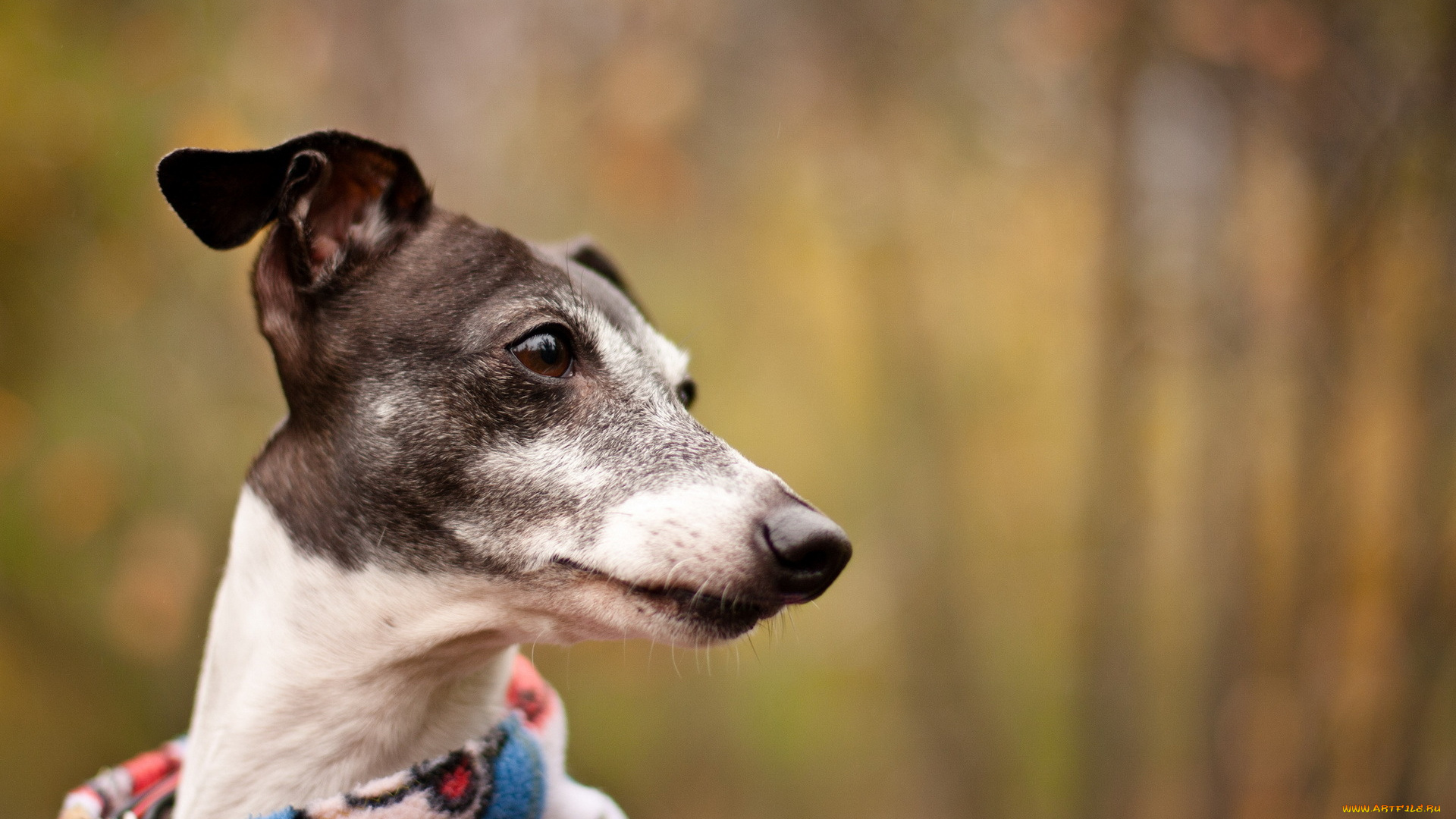 животные, собаки, фон, собака, взгляд