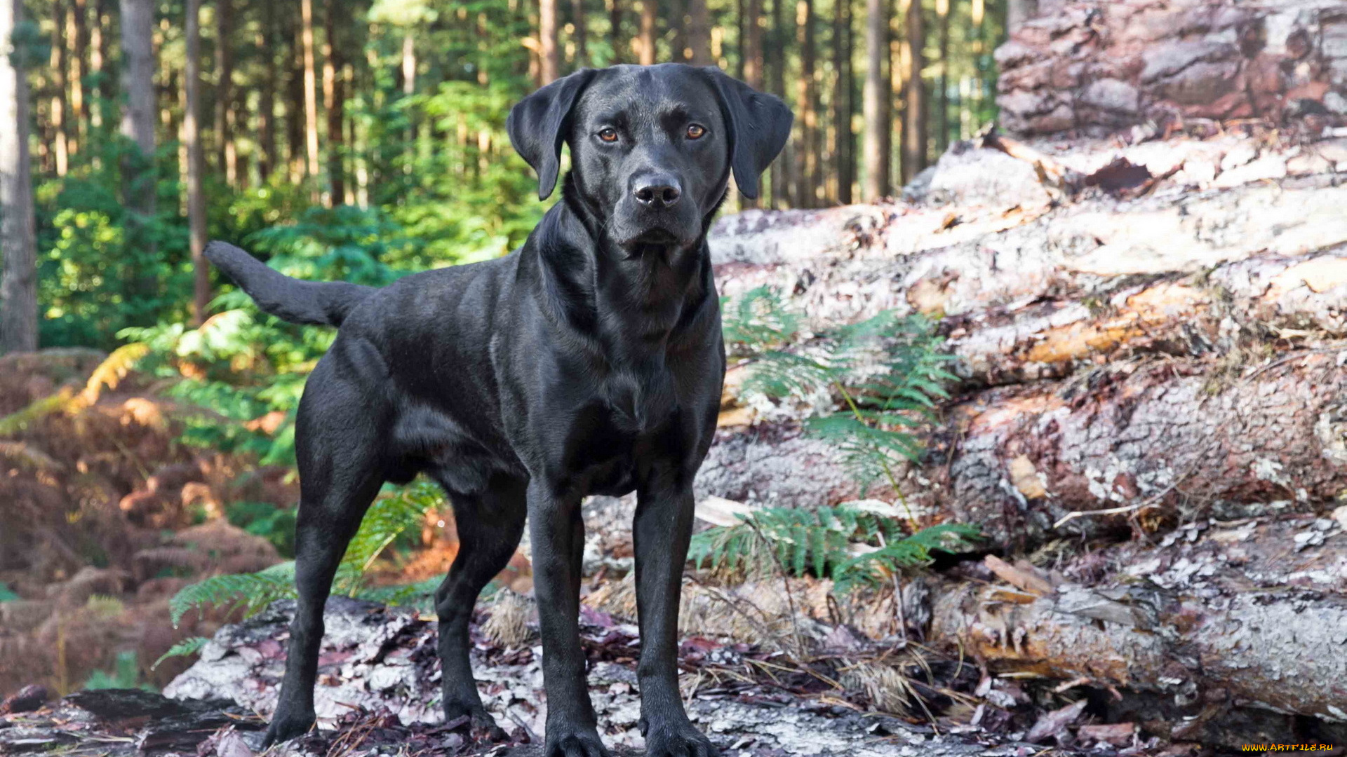 животные, собаки, лес, собака