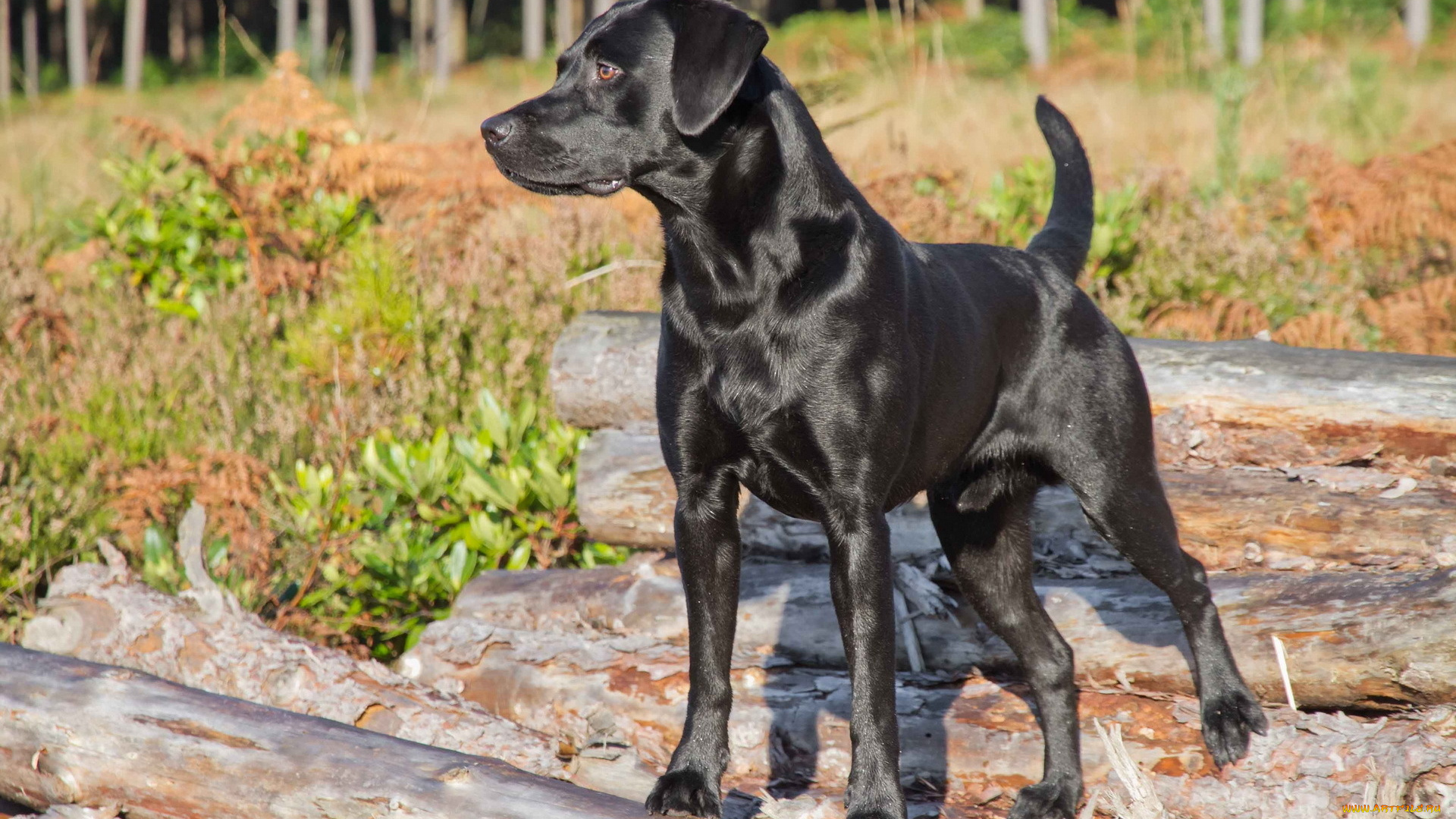 животные, собаки, лес, собака