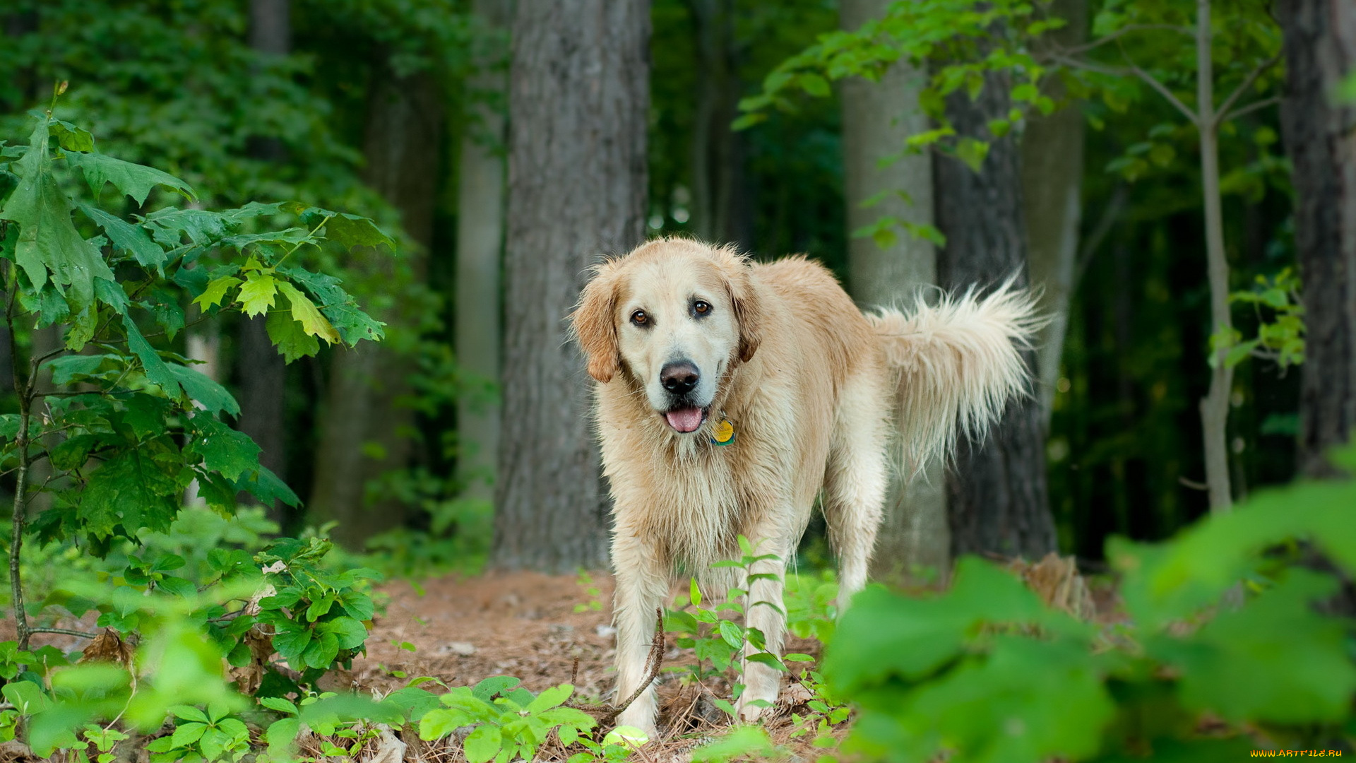 животные, собаки, собака, лес, лето