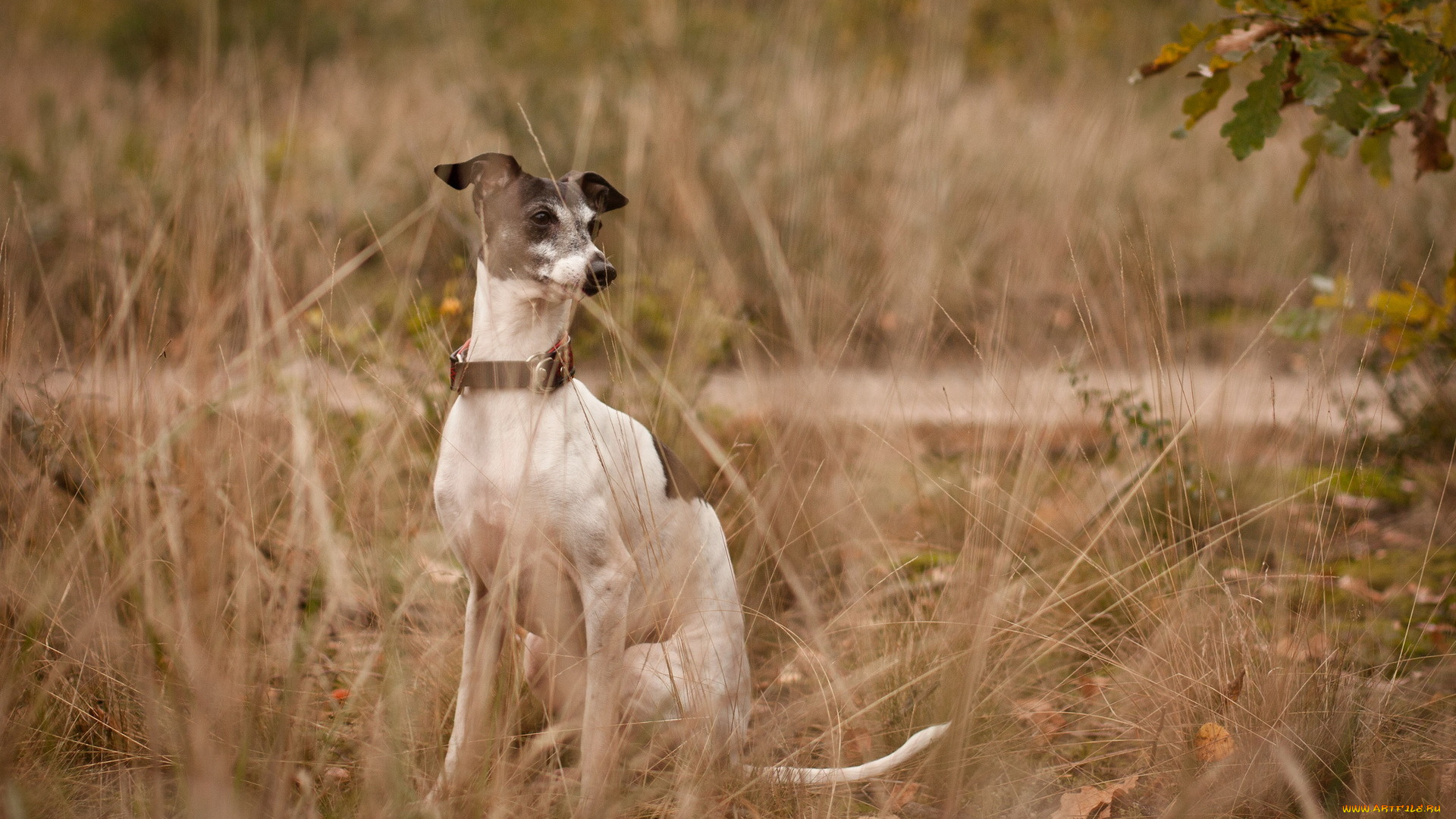животные, собаки, взгляд, друг