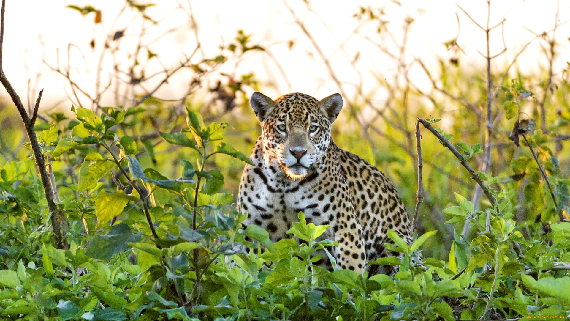 животные, Ягуары, заросли, взгляд, хищник