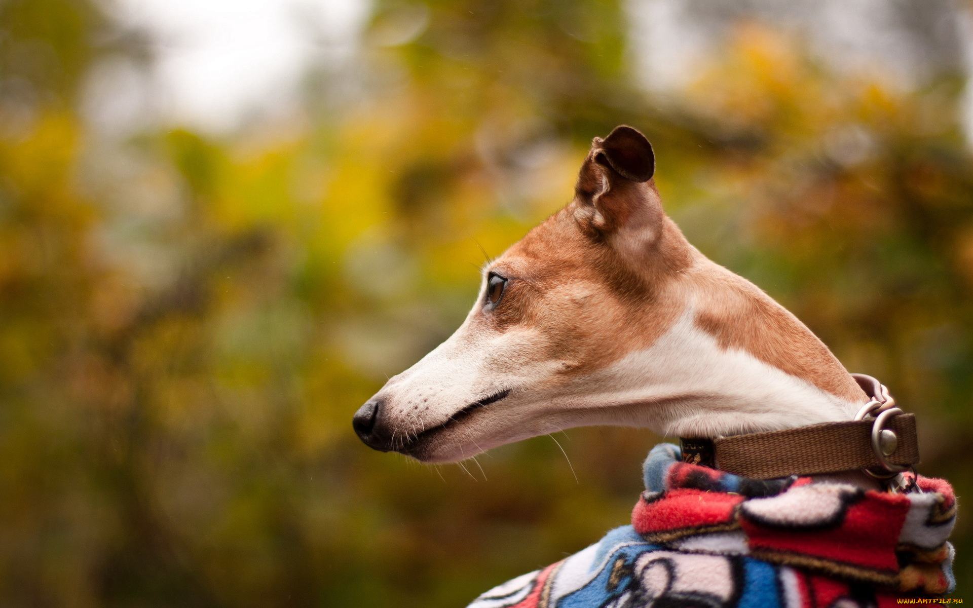 животные, собаки, друг, взгляд