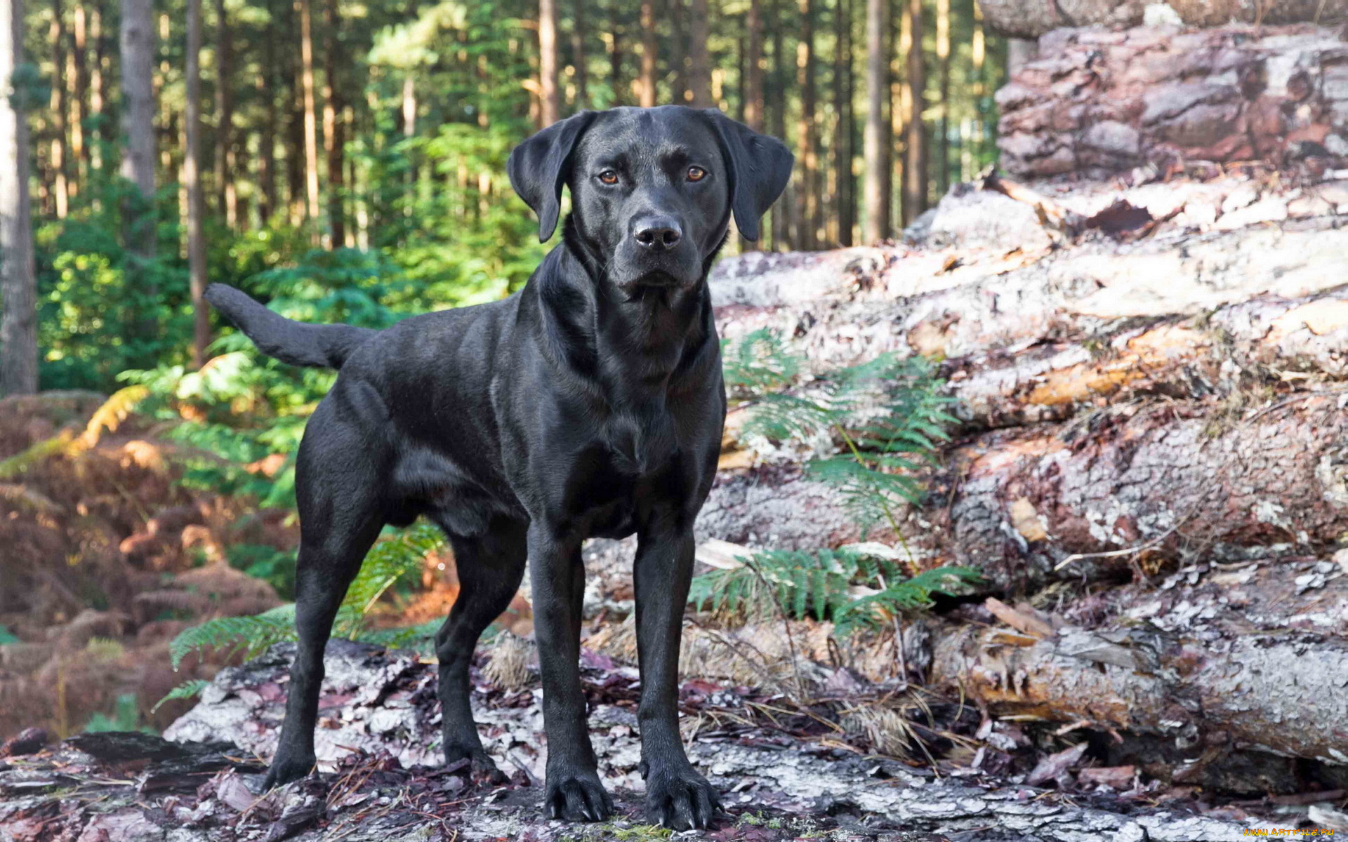 животные, собаки, лес, собака