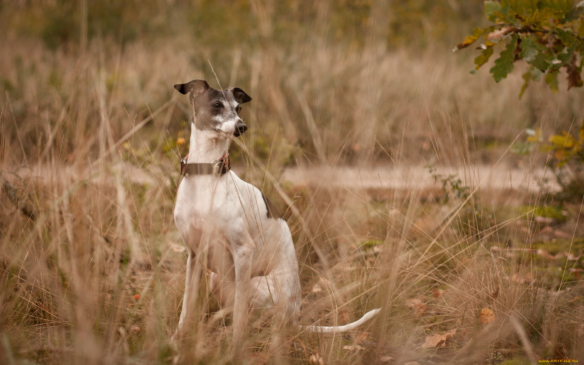 животные, собаки, взгляд, друг
