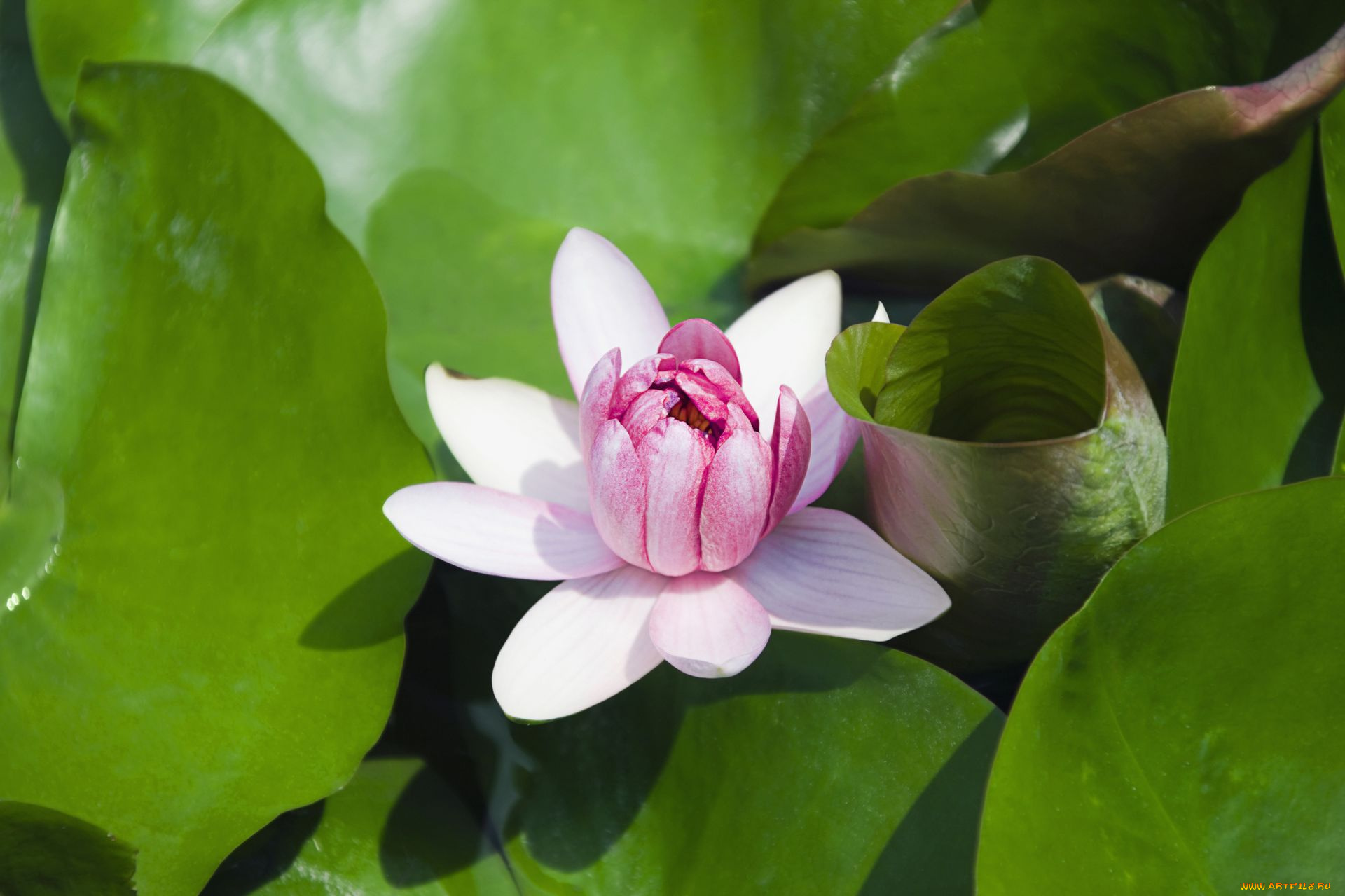 цветы, лилии, водяные, нимфеи, кувшинки, лилия