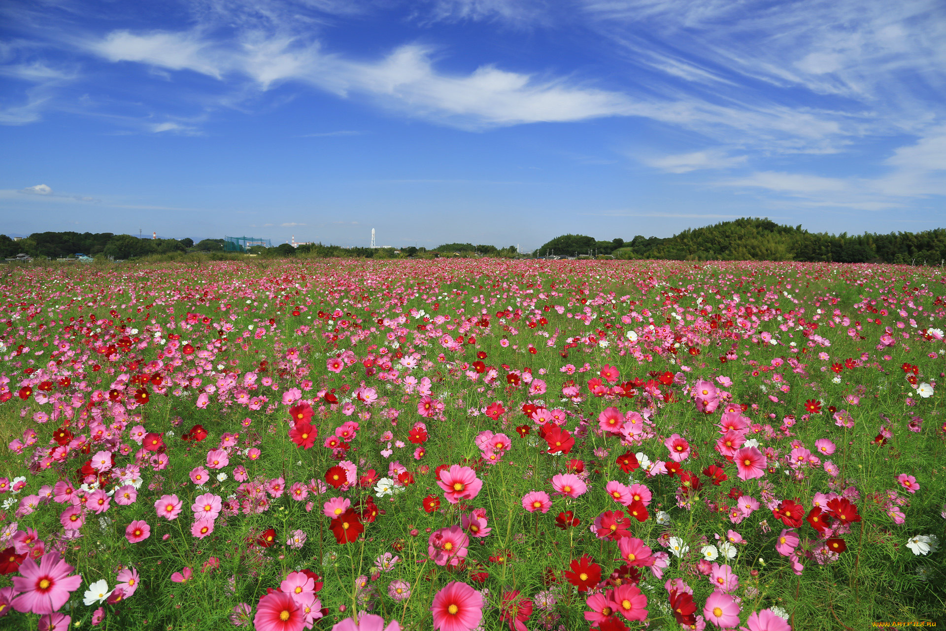 цветы, космея
