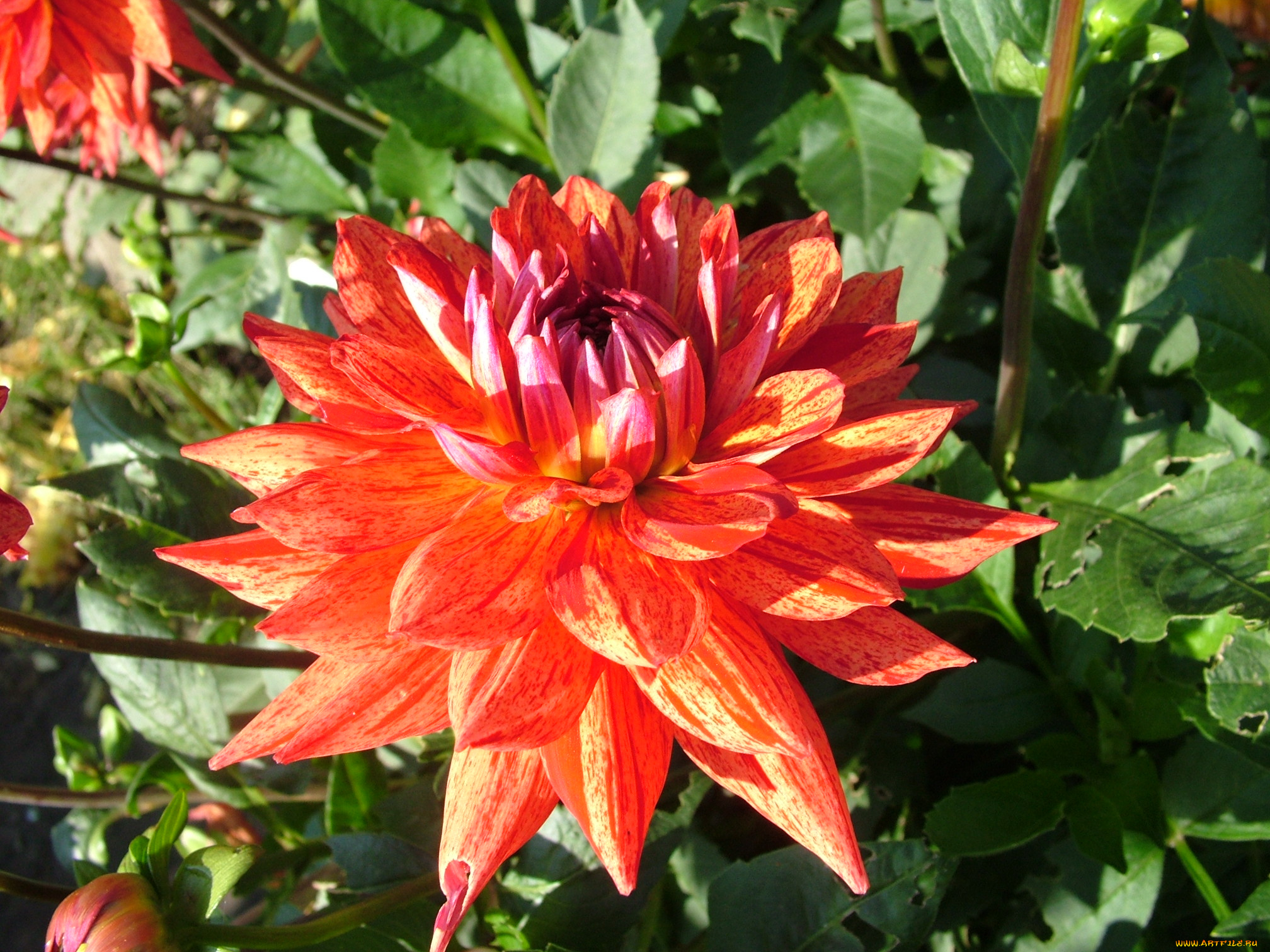 цветы, георгины, георгина