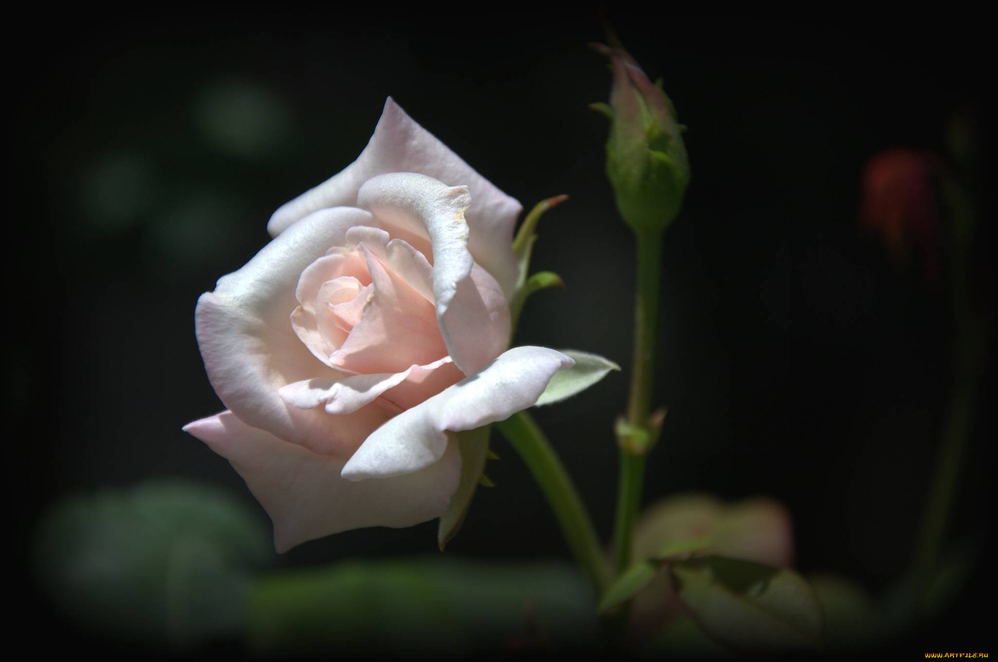 цветы, розы, бледно-розовый