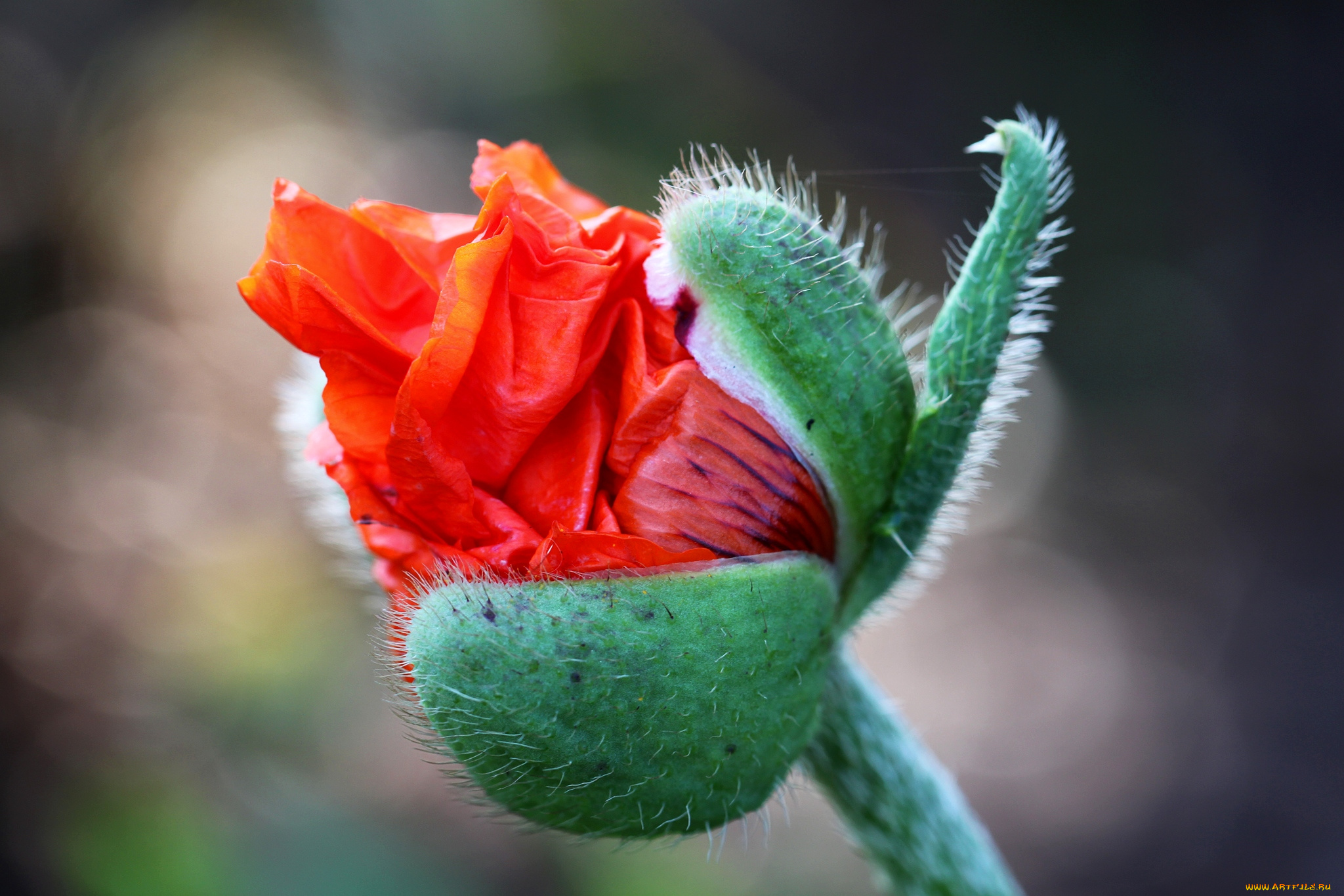 цветы, маки, рождение, красный, бутон