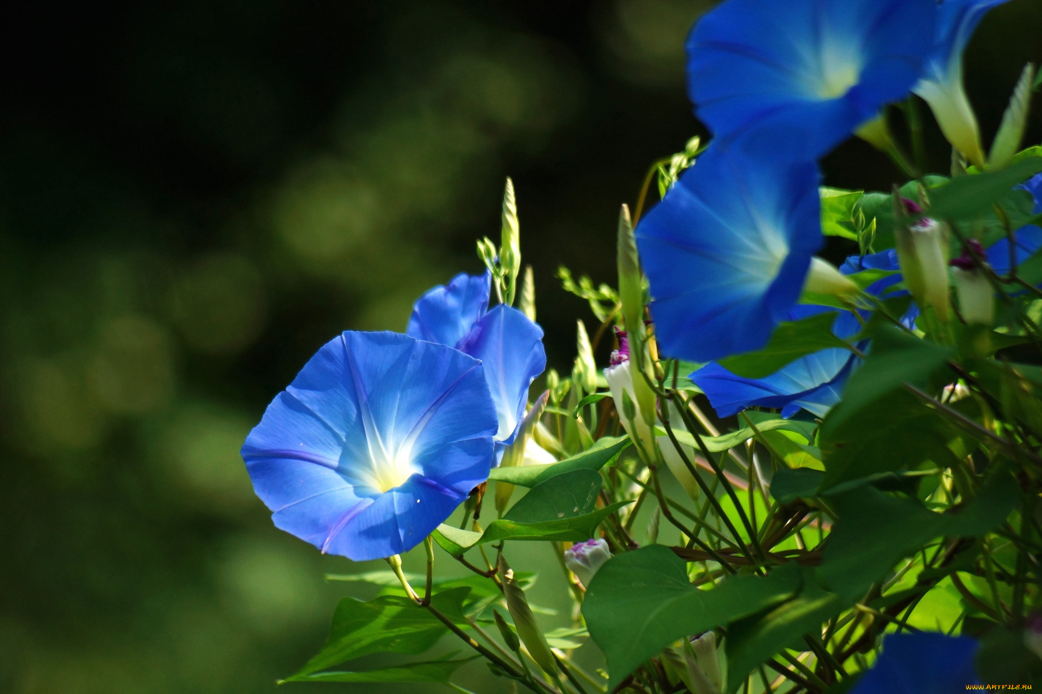 цветы, вьюнки, ипомеи, синий, ипомея