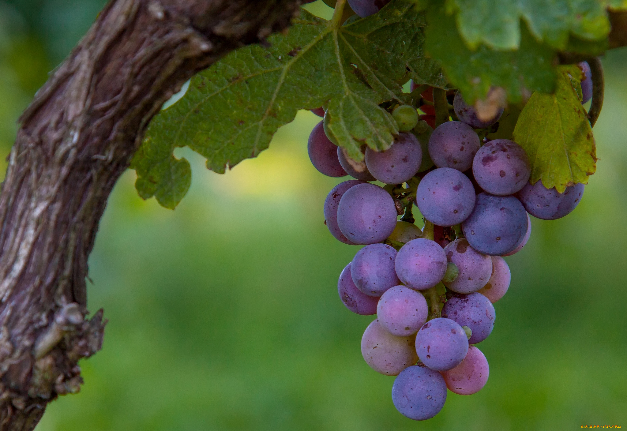 природа, Ягоды, виноград, гроздь
