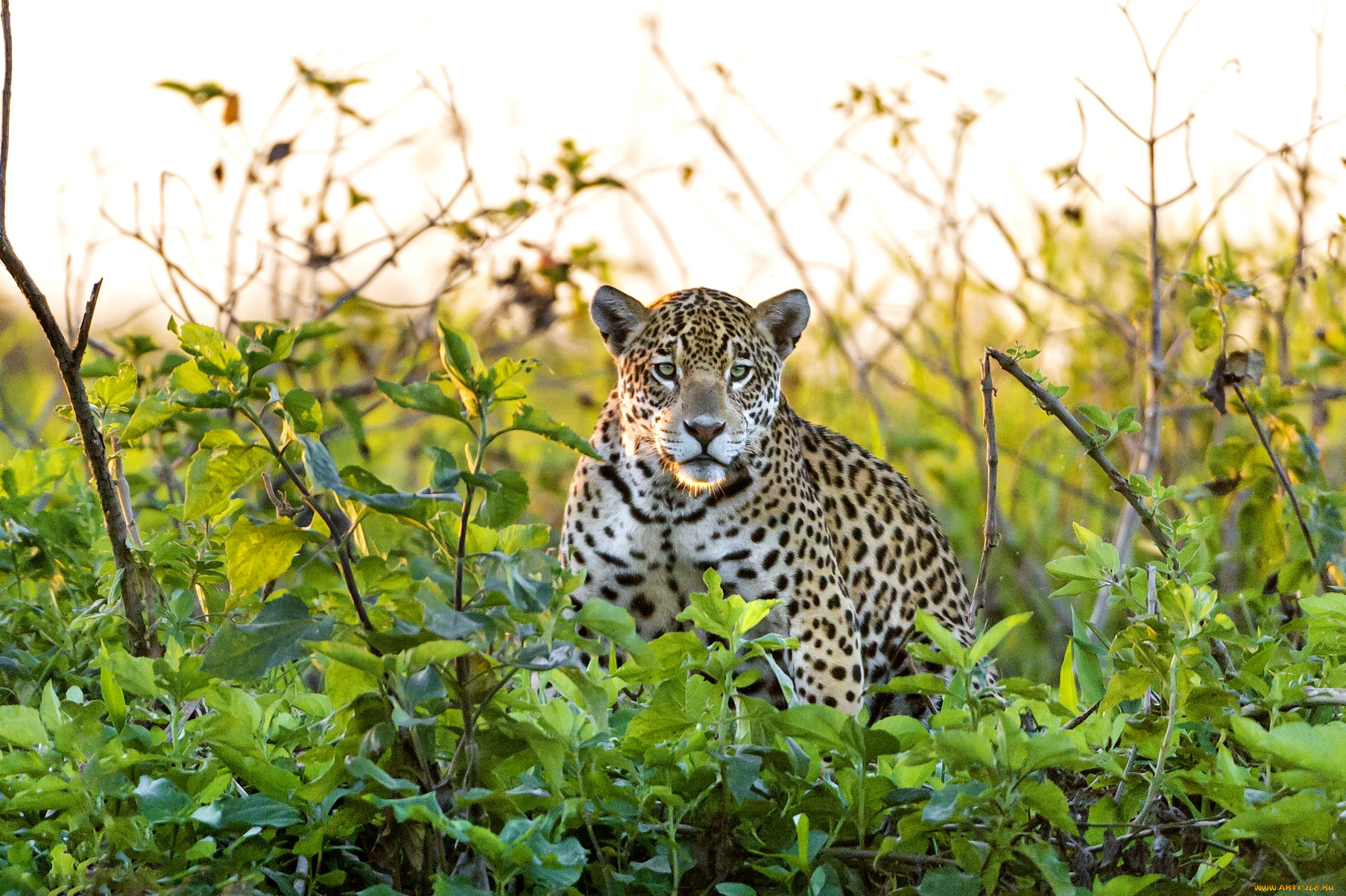 животные, Ягуары, заросли, взгляд, хищник