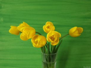 Картинка цветы тюльпаны