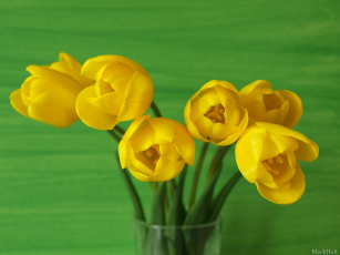 Картинка цветы тюльпаны
