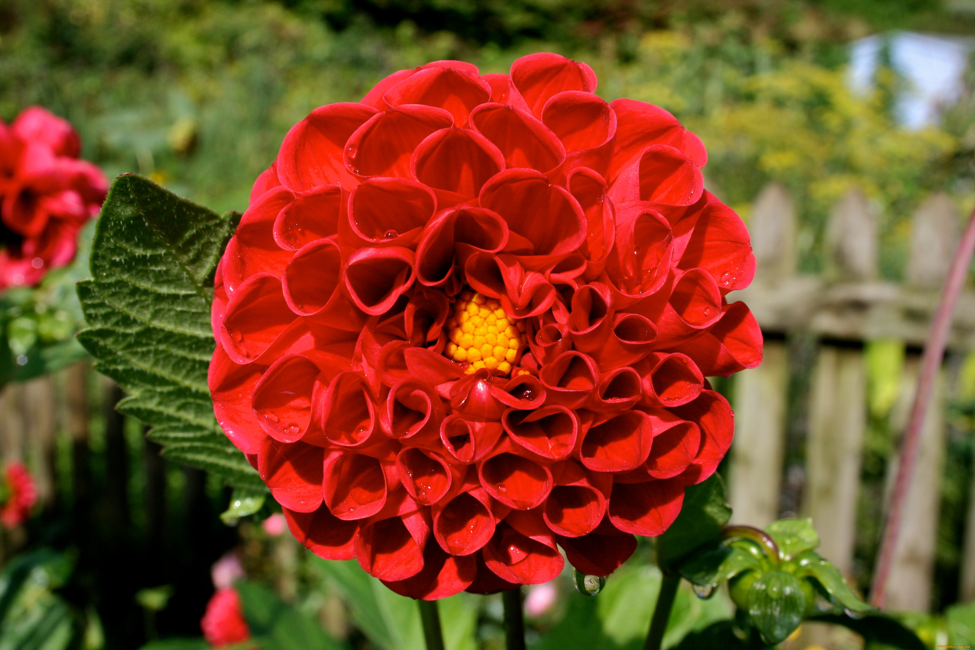 цветы, георгины, георгина