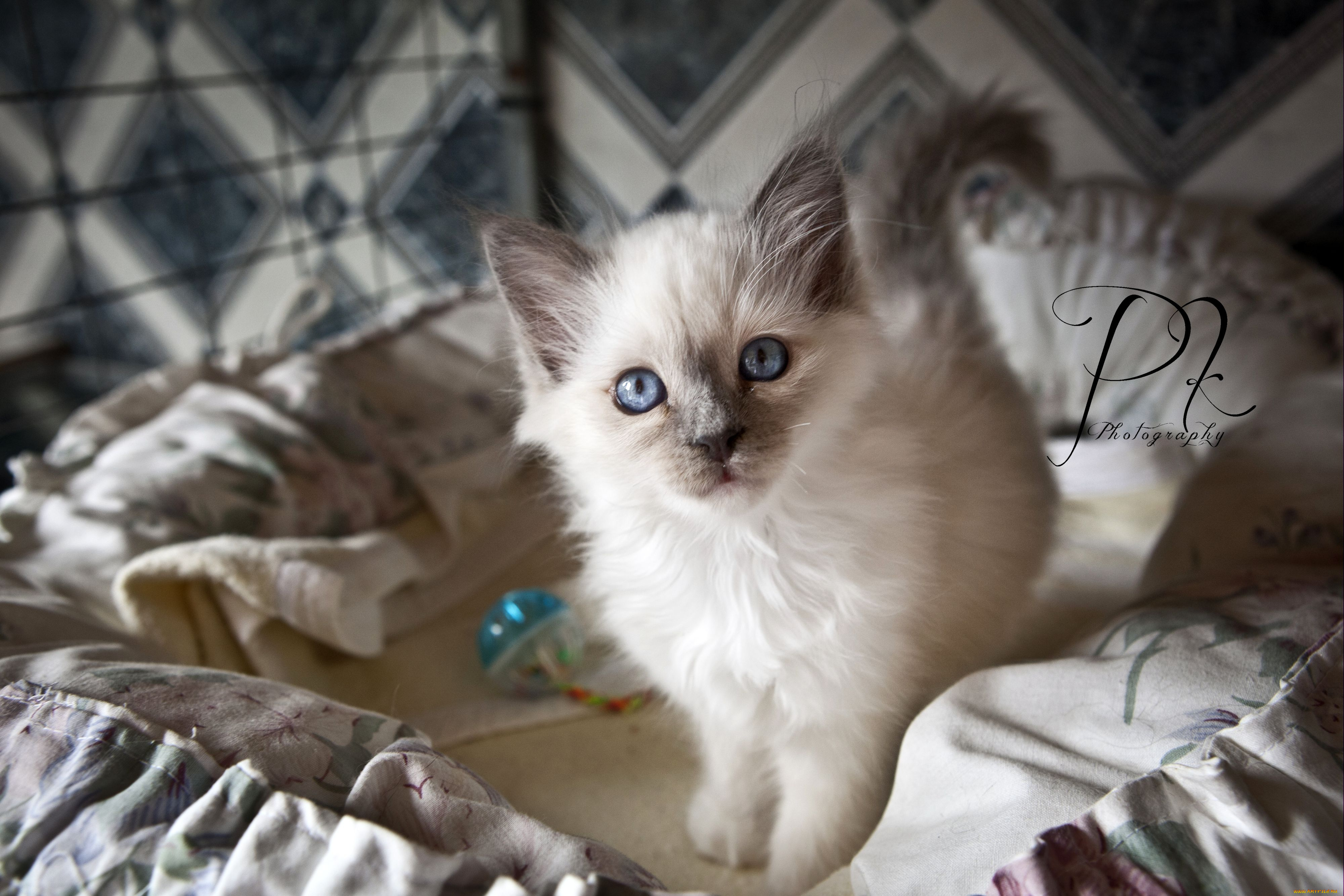 животные, коты, белый, котенок