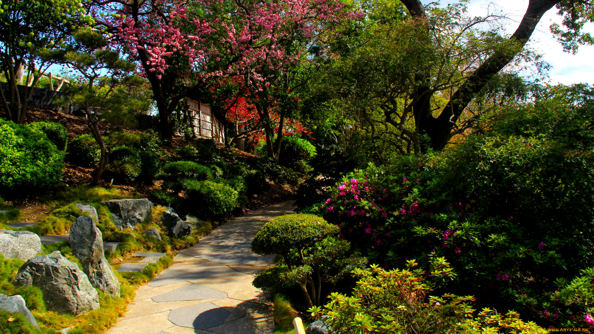 botanical, garden, san, marino, california, природа, парк, сад, цветы, деревья, дорожка