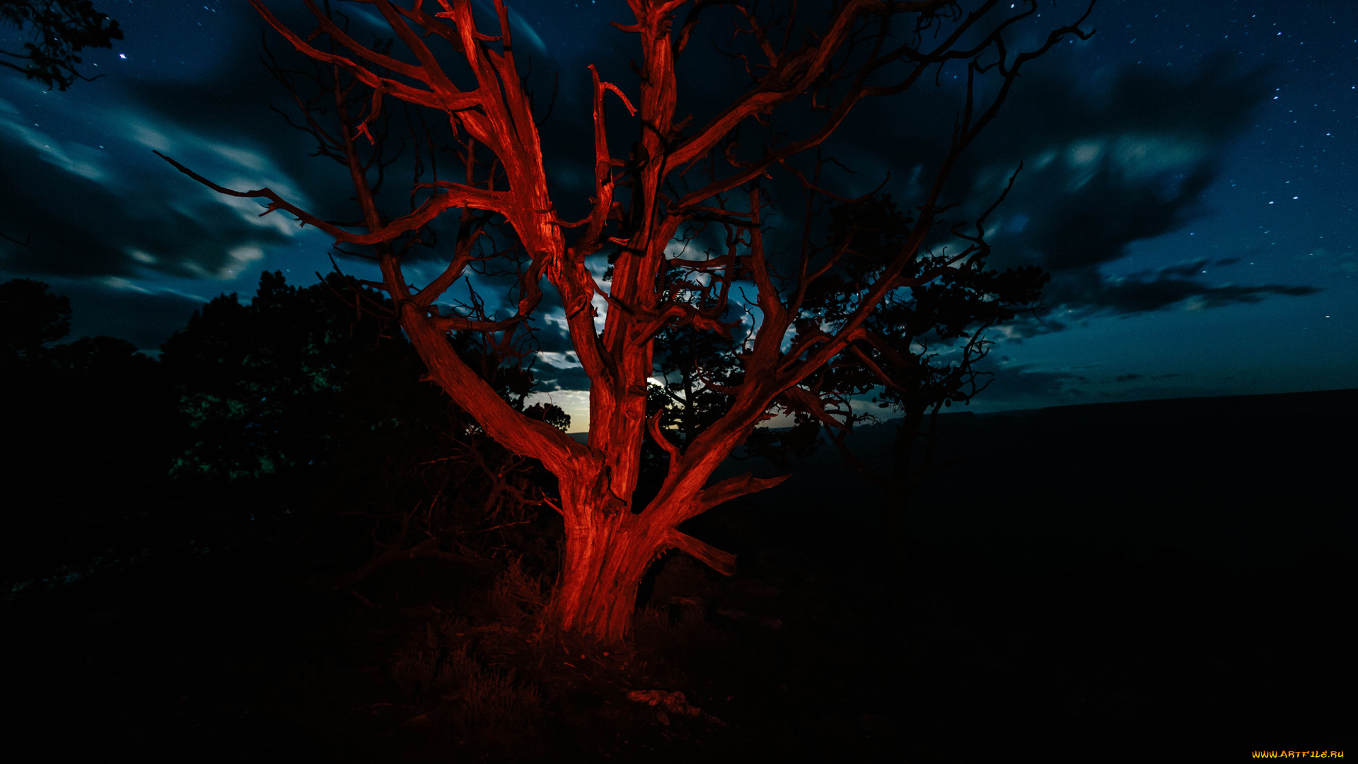 природа, деревья, ветви