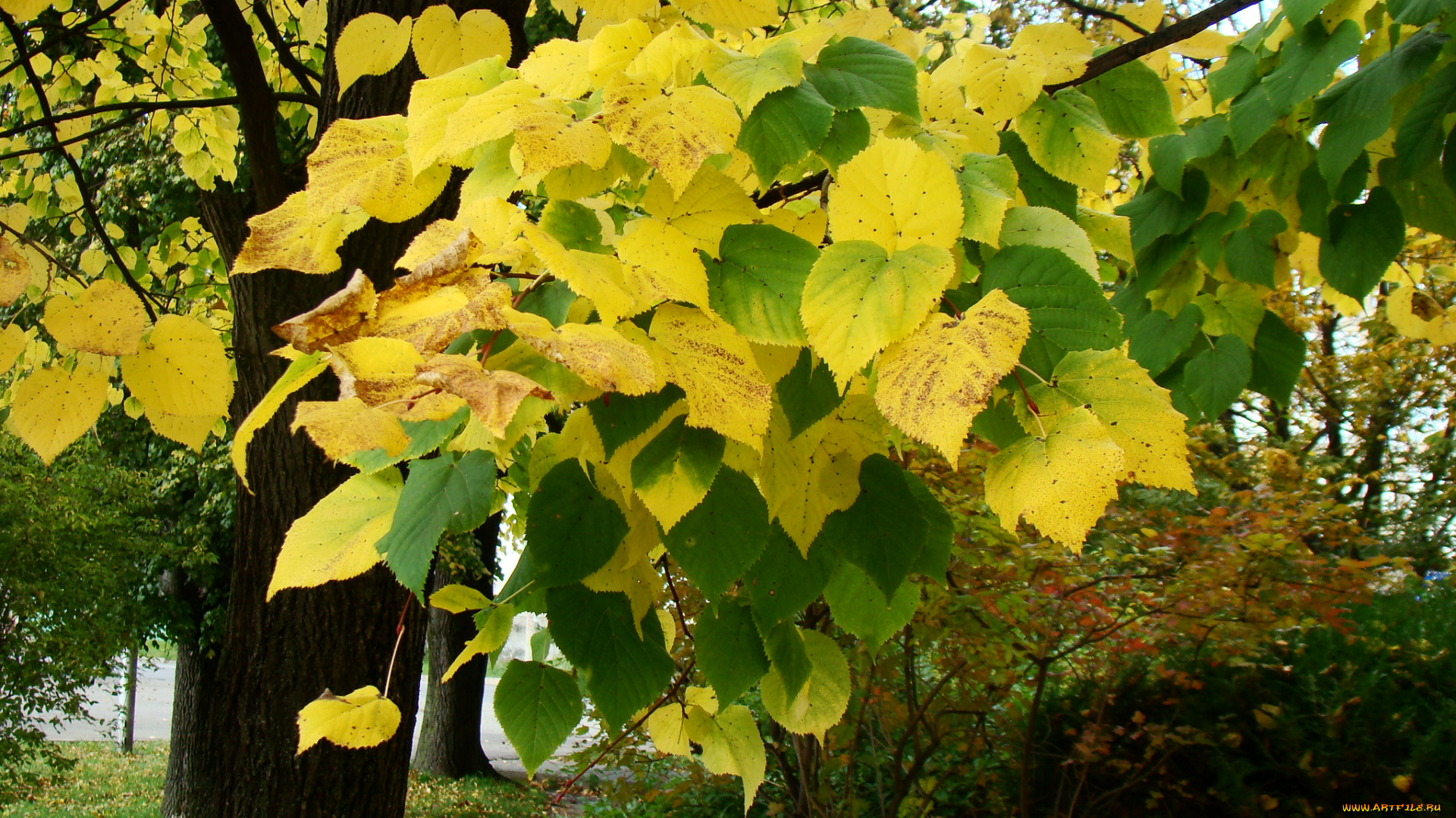 природа, листья, осень